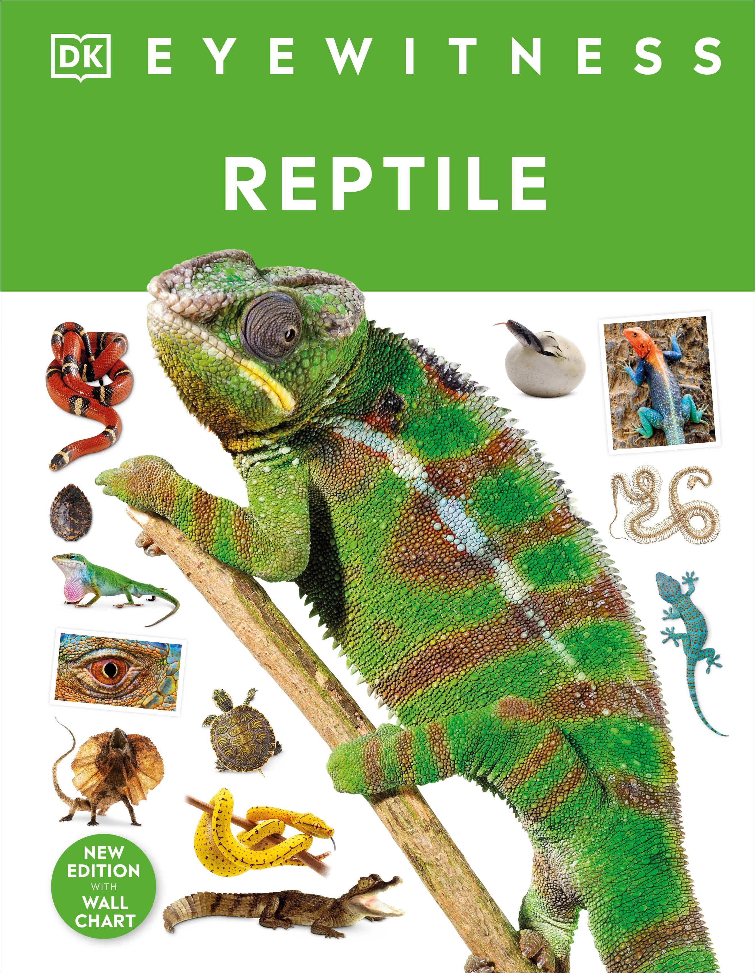 Reptile – DK