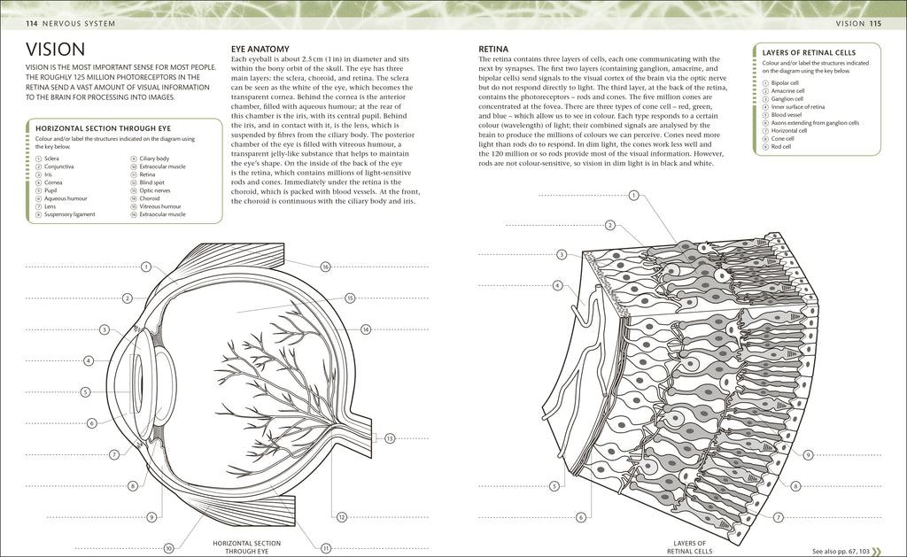 9780241664537-The Human Body Colouring Book-Flexibound-Spread Image (PRHC Design Do Not Use)-4
