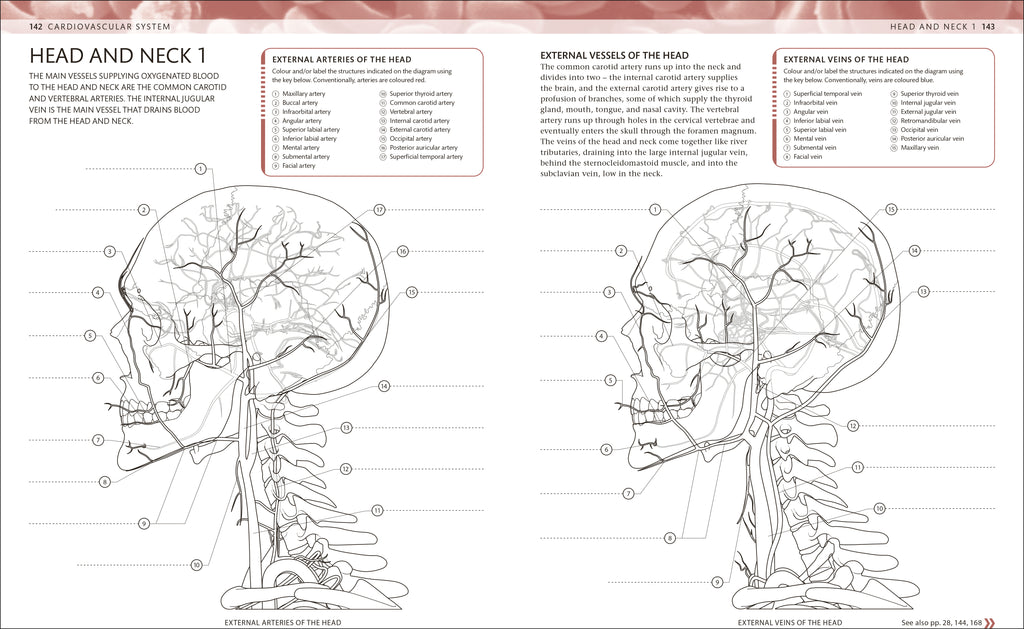 9780241664537-The Human Body Colouring Book-Flexibound-Spread Image (PRHC Design Do Not Use)-6