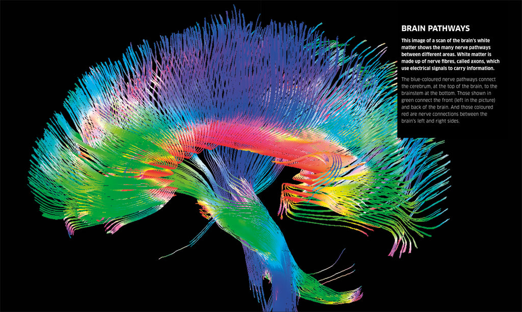 9780241286852-Knowledge Encyclopedia Human Body!-Book-Spread Image (PRHC Design Do Not Use)-8