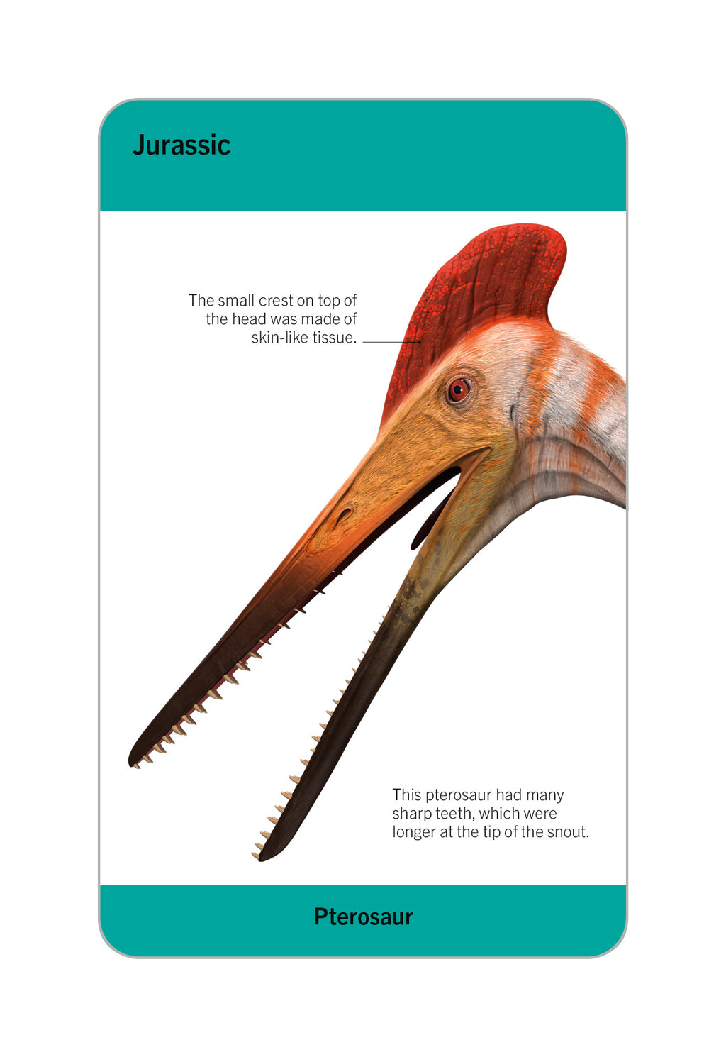 9780241620090-Our World in Pictures Dinosaurs and Other Prehistoric Creatures Flash Cards-Cards-Spread Image (PRHC Design Do Not Use)-1