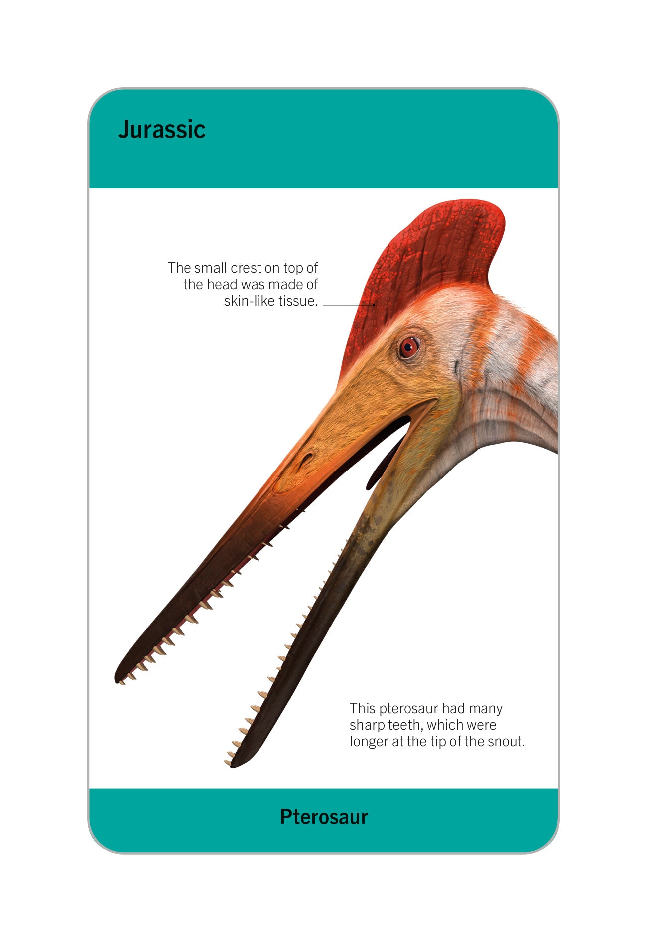 9780241620090-Our World in Pictures Dinosaurs and Other Prehistoric Creatures Flash Cards-Cards-Spread Image (PRHC Design Do Not Use)-1