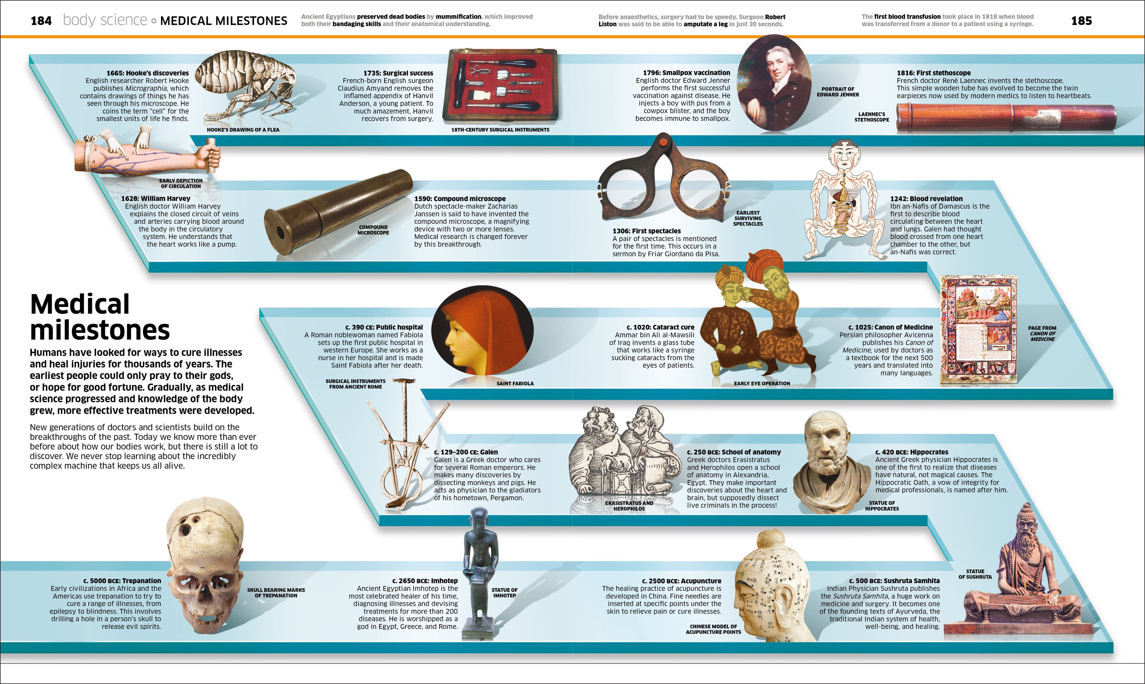 9780241286852-Knowledge Encyclopedia Human Body!-Book-Spread Image (PRHC Design Do Not Use)-10