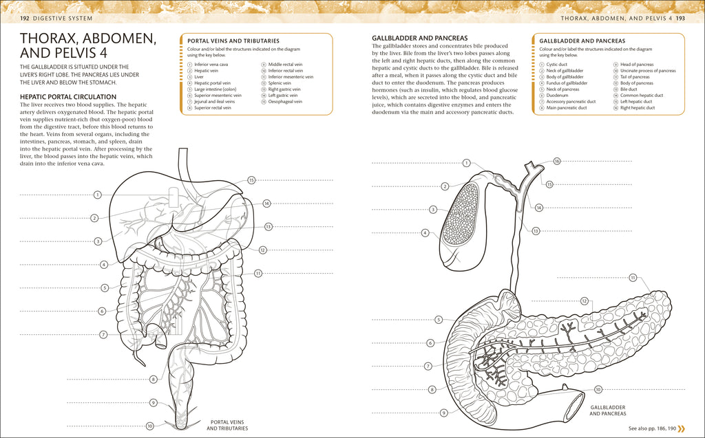 9780241664537-The Human Body Colouring Book-Flexibound-Spread Image (PRHC Design Do Not Use)-7