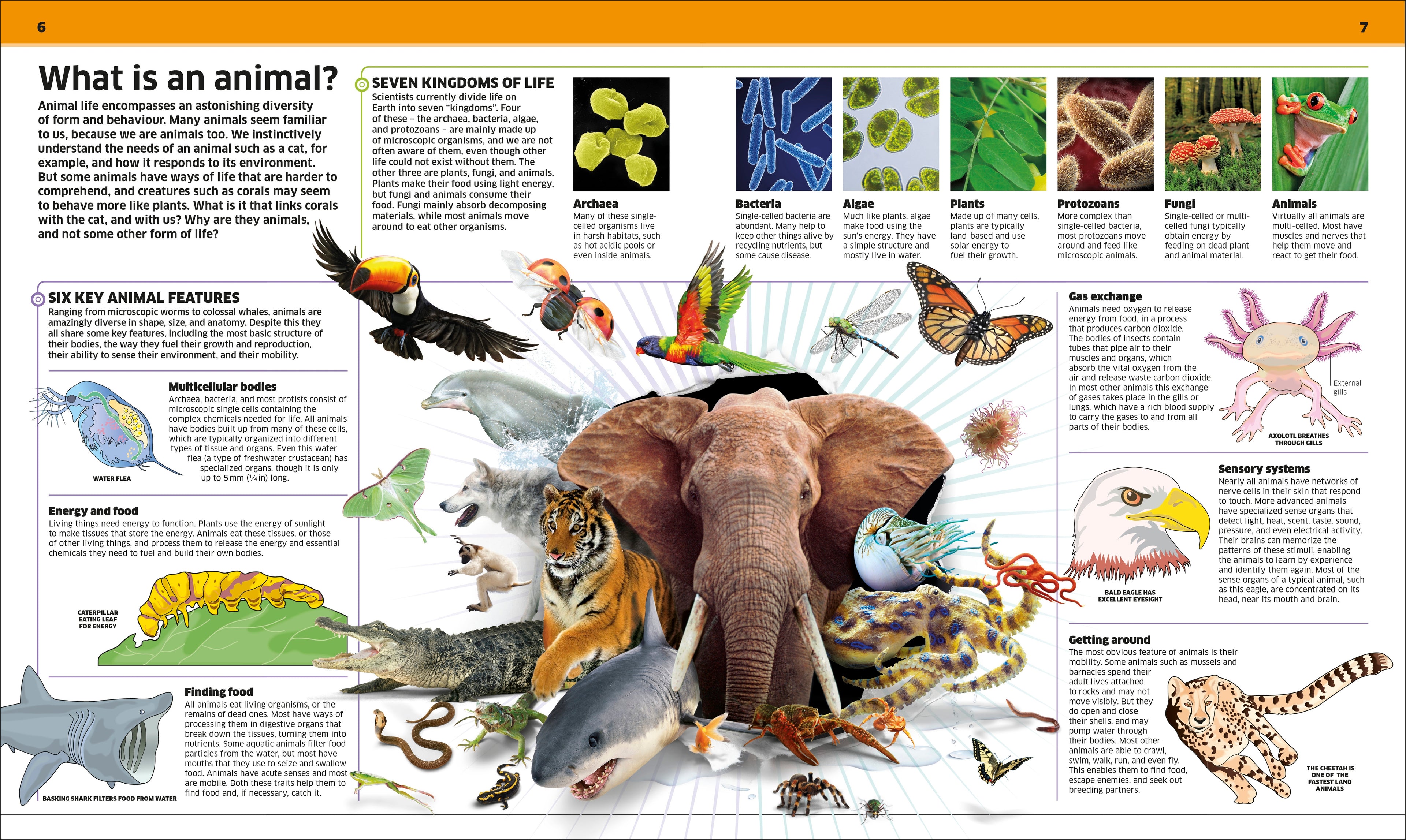 Knowledge Encyclopedia Animal!