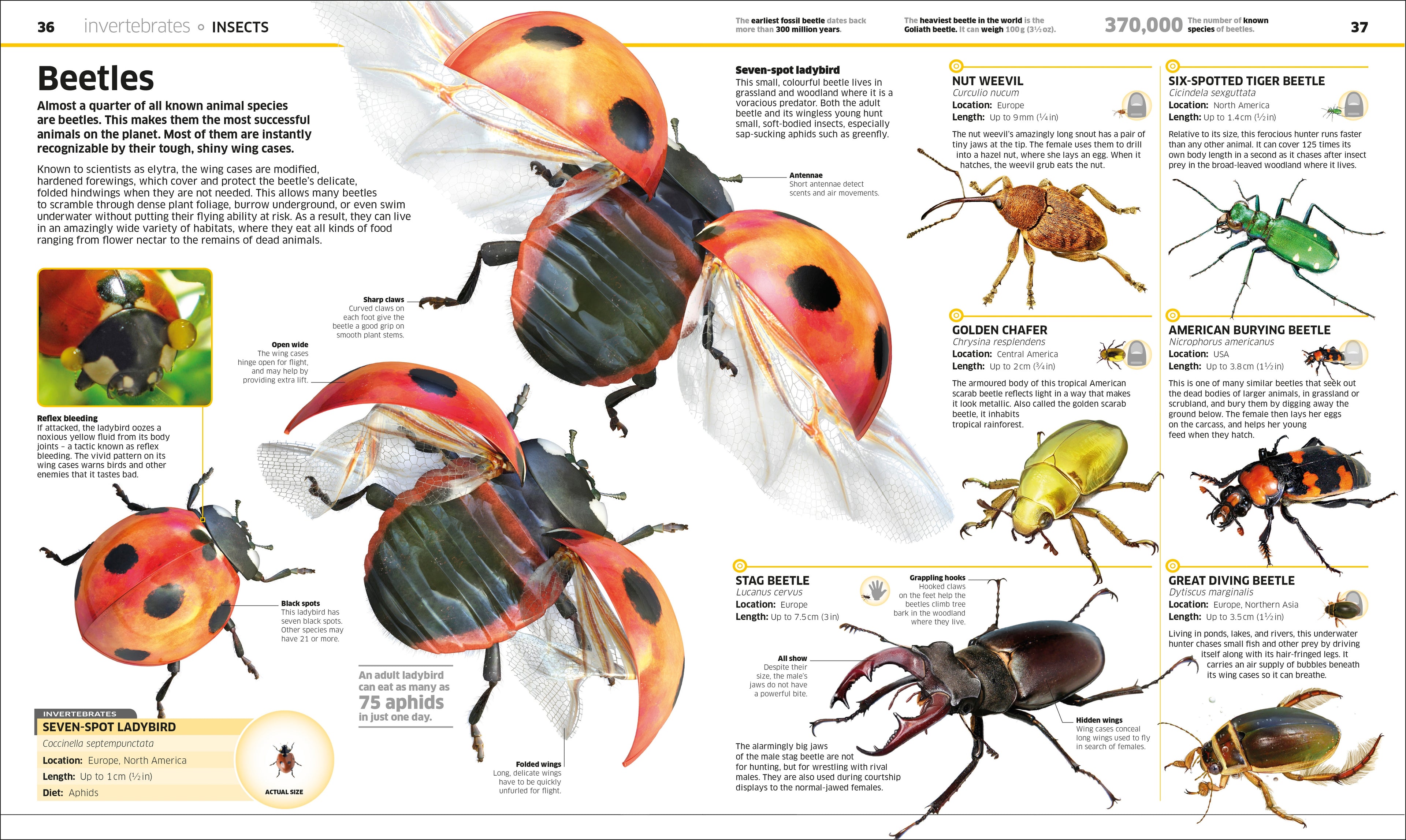 Knowledge Encyclopedia Animal!