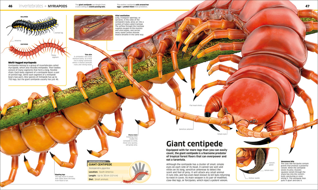 Knowledge Encyclopedia Animal!