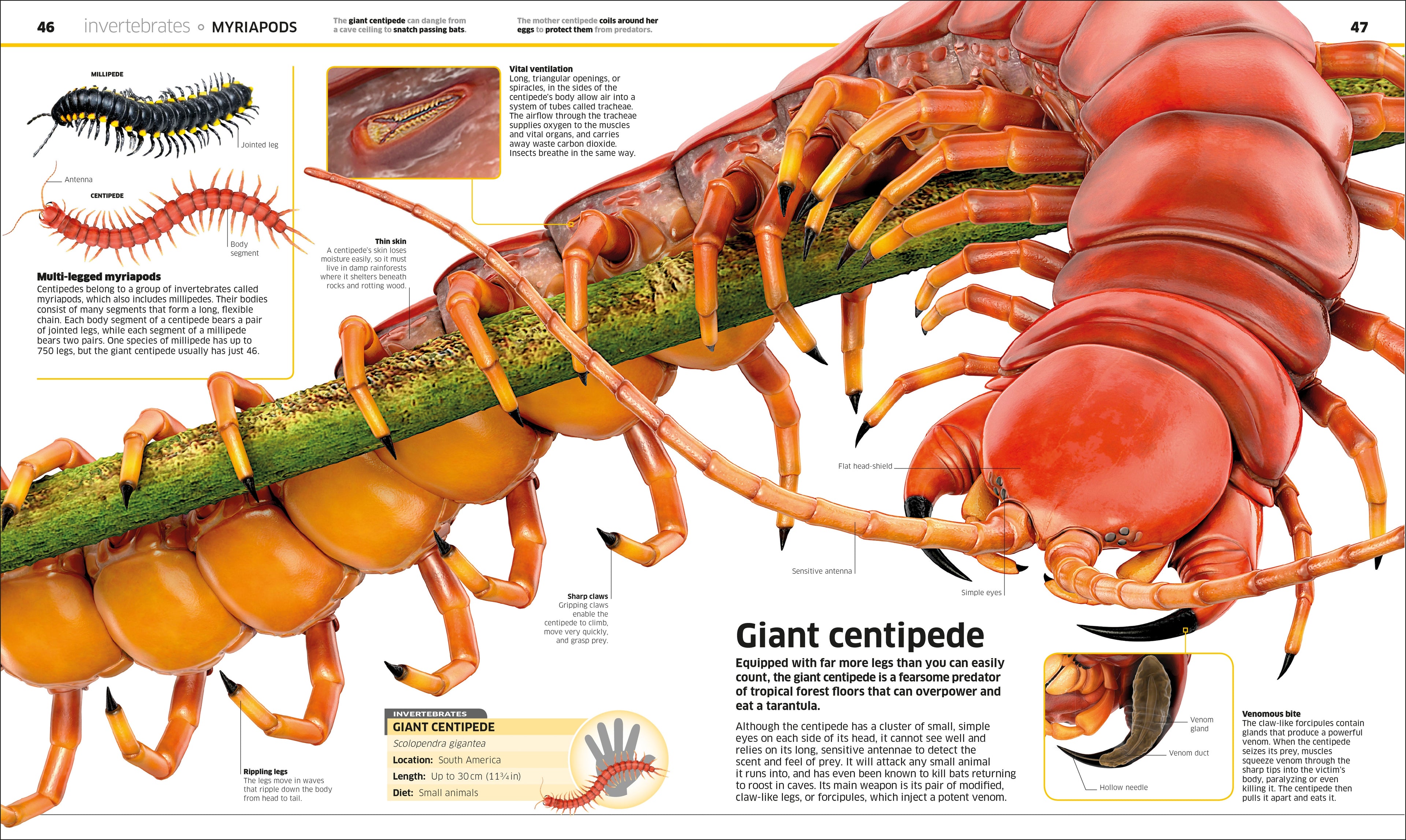 Knowledge Encyclopedia Animal!