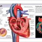 Pocket Eyewitness Human Body