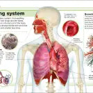 Pocket Eyewitness Human Body