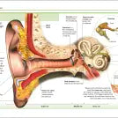 Pocket Eyewitness Human Body