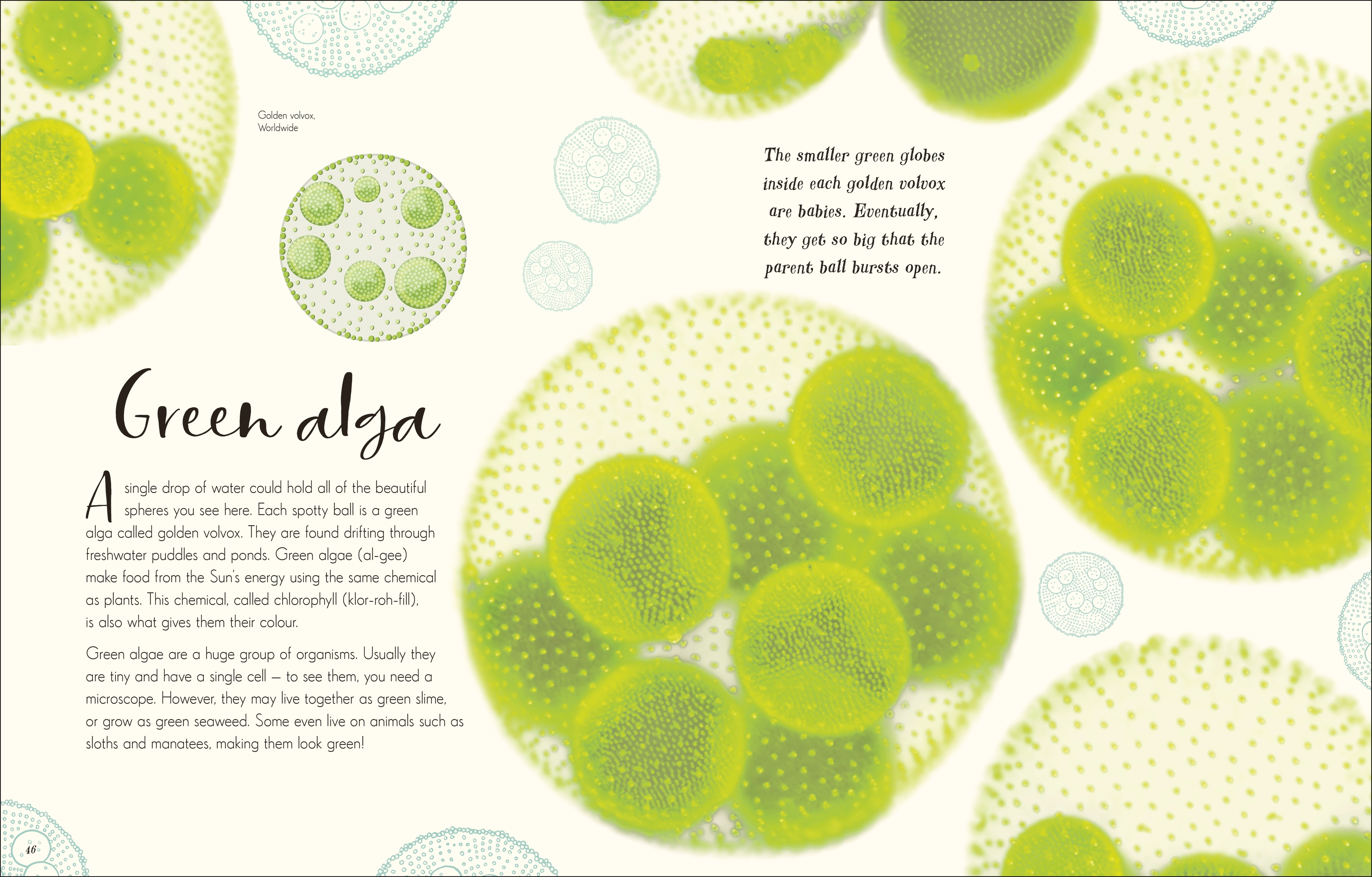 The Wonders of Nature – DK