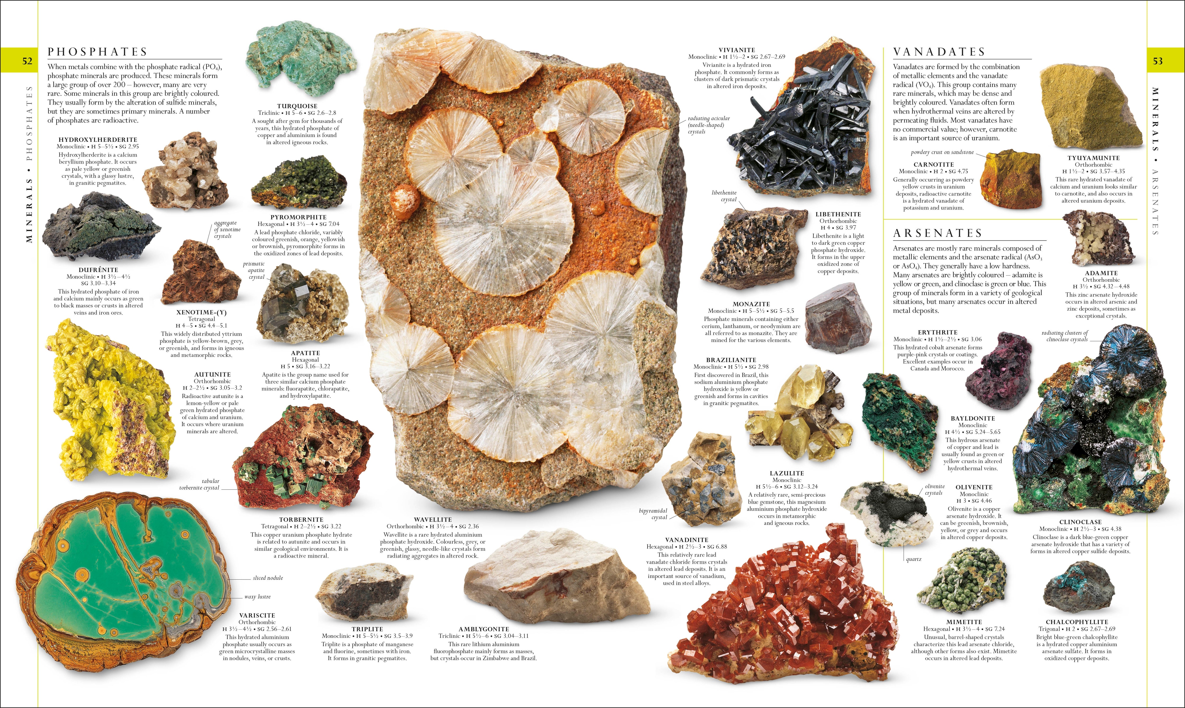 The Natural History Book – DK