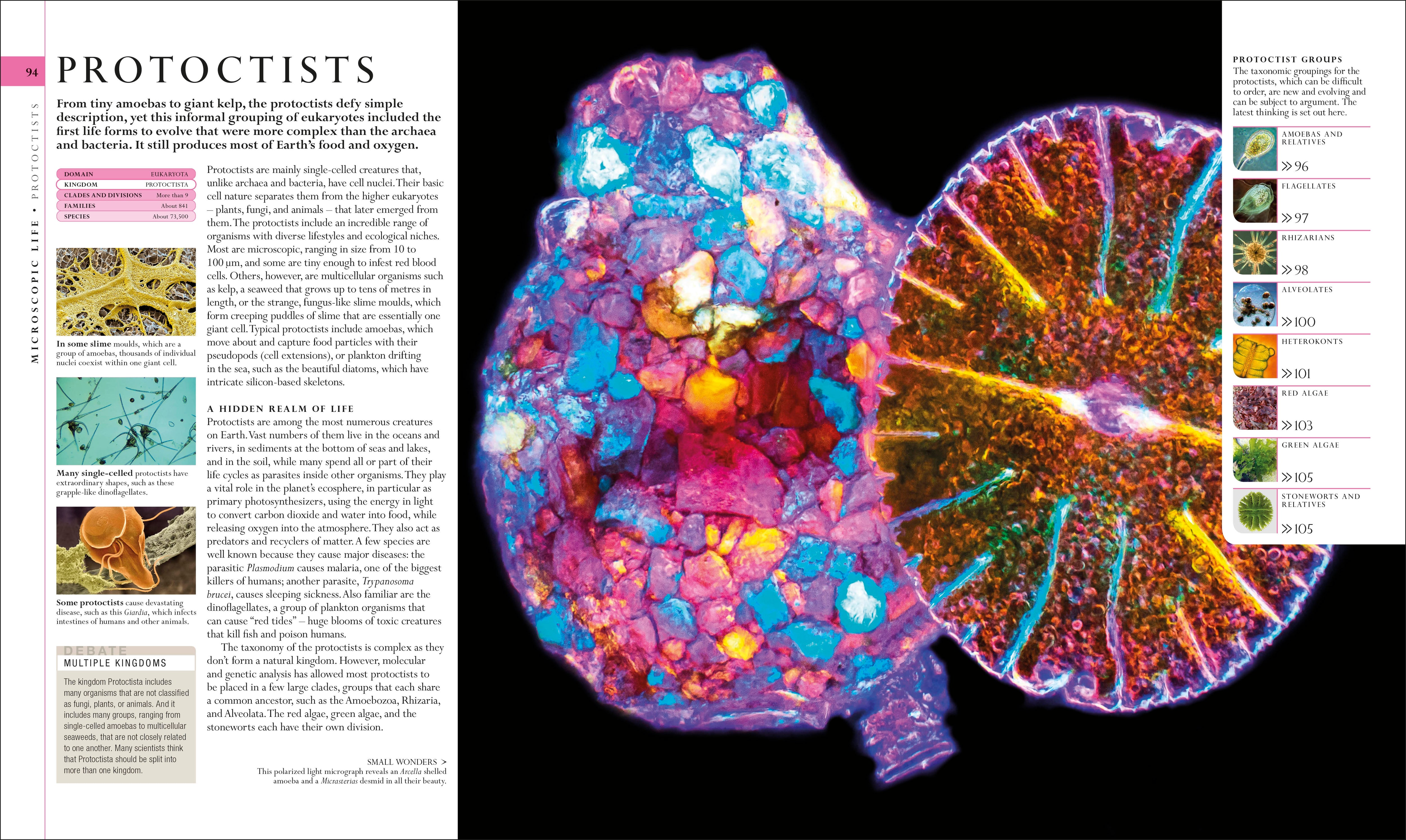 The Natural History Book – DK