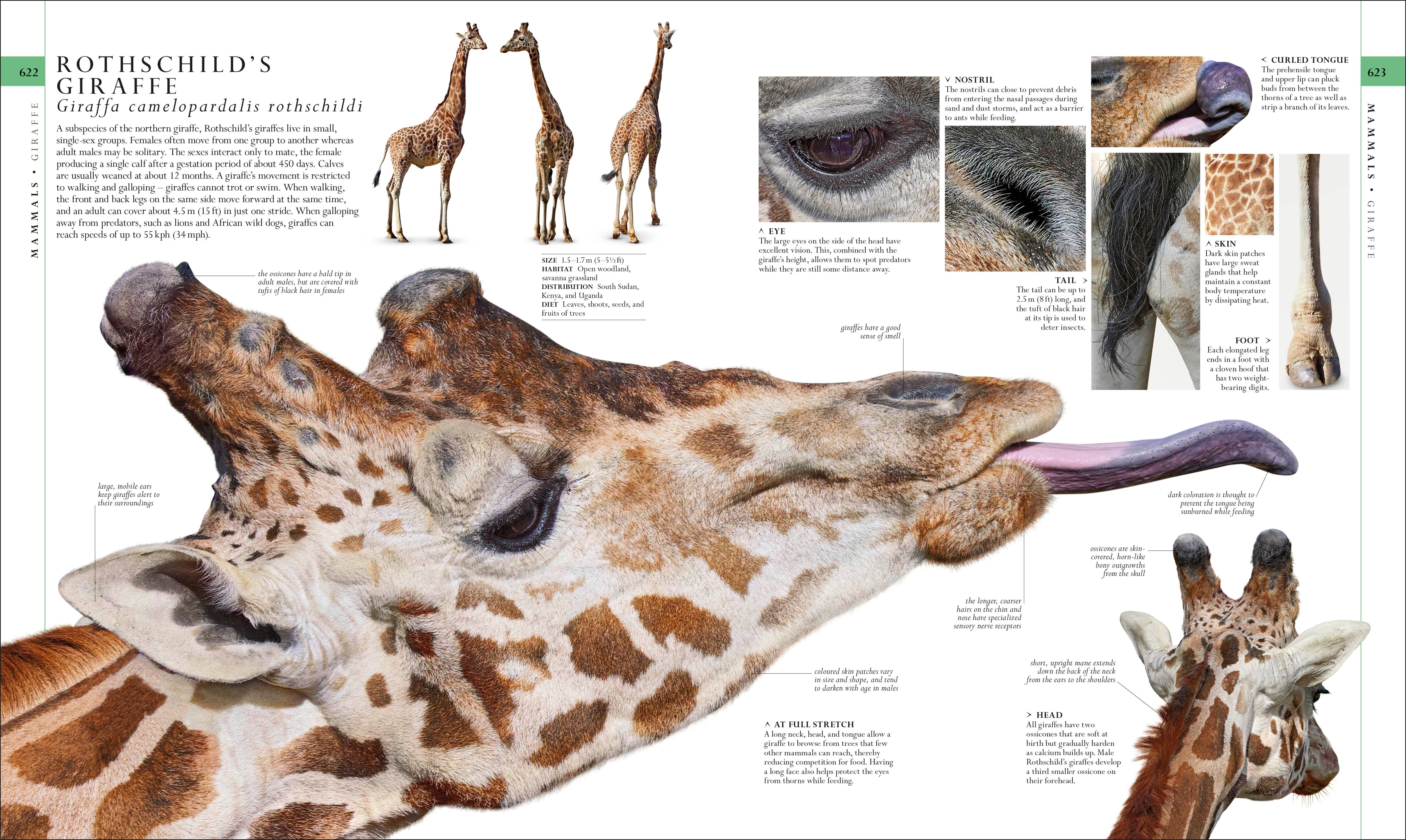 The Natural History Book – DK