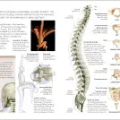 The Concise Human Body Book