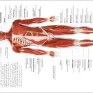 The Concise Human Body Book