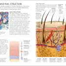 The Concise Human Body Book