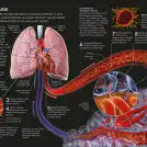 The Concise Human Body Book