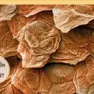 It Can't Be True! Human Body!