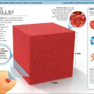 It Can't Be True! Human Body!