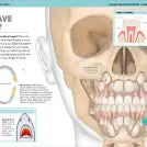 It Can't Be True! Human Body!
