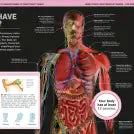 It Can't Be True! Human Body!