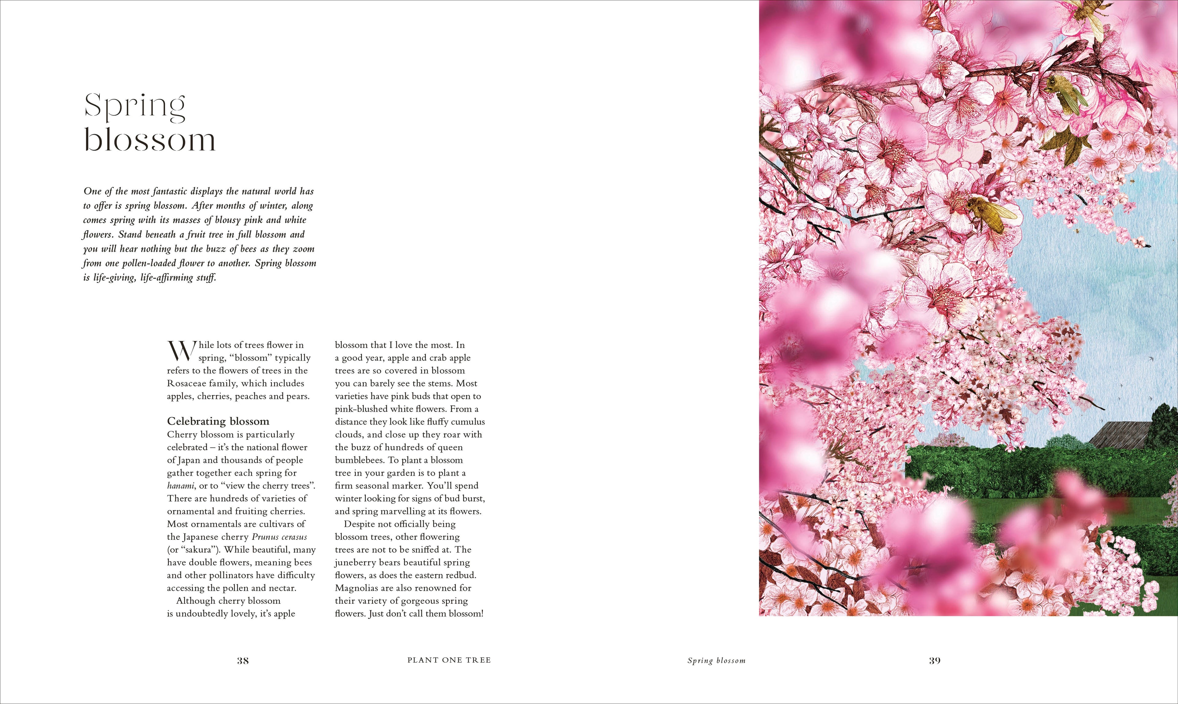 RHS The Tree in My Garden