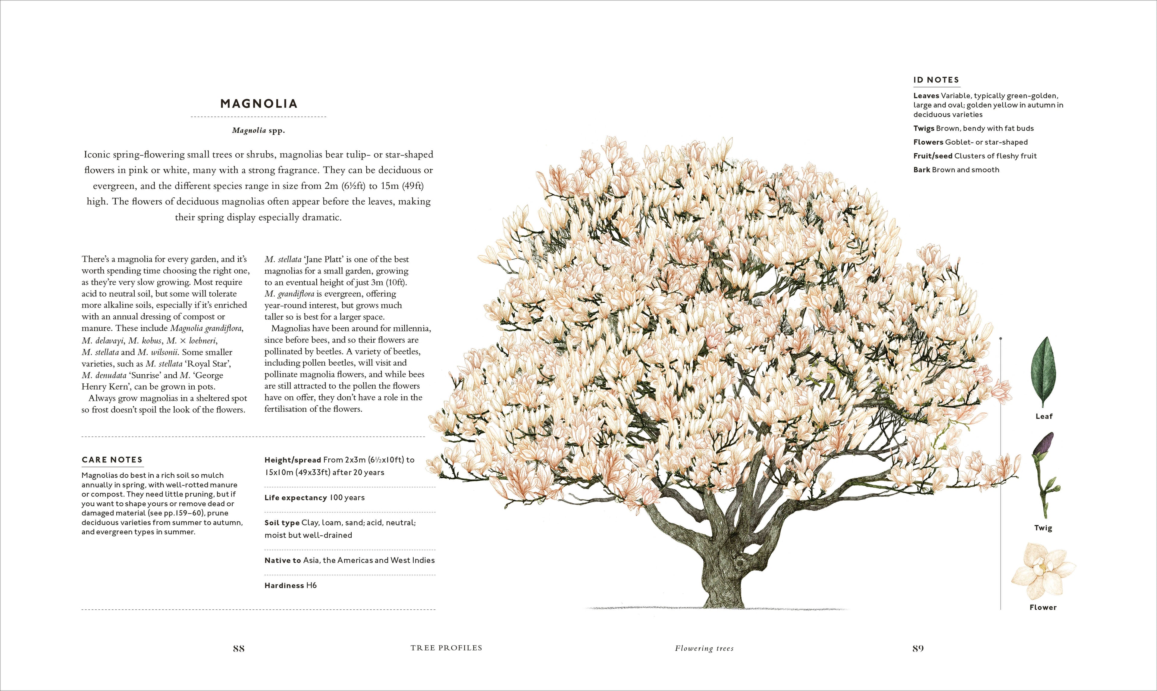 RHS The Tree in My Garden