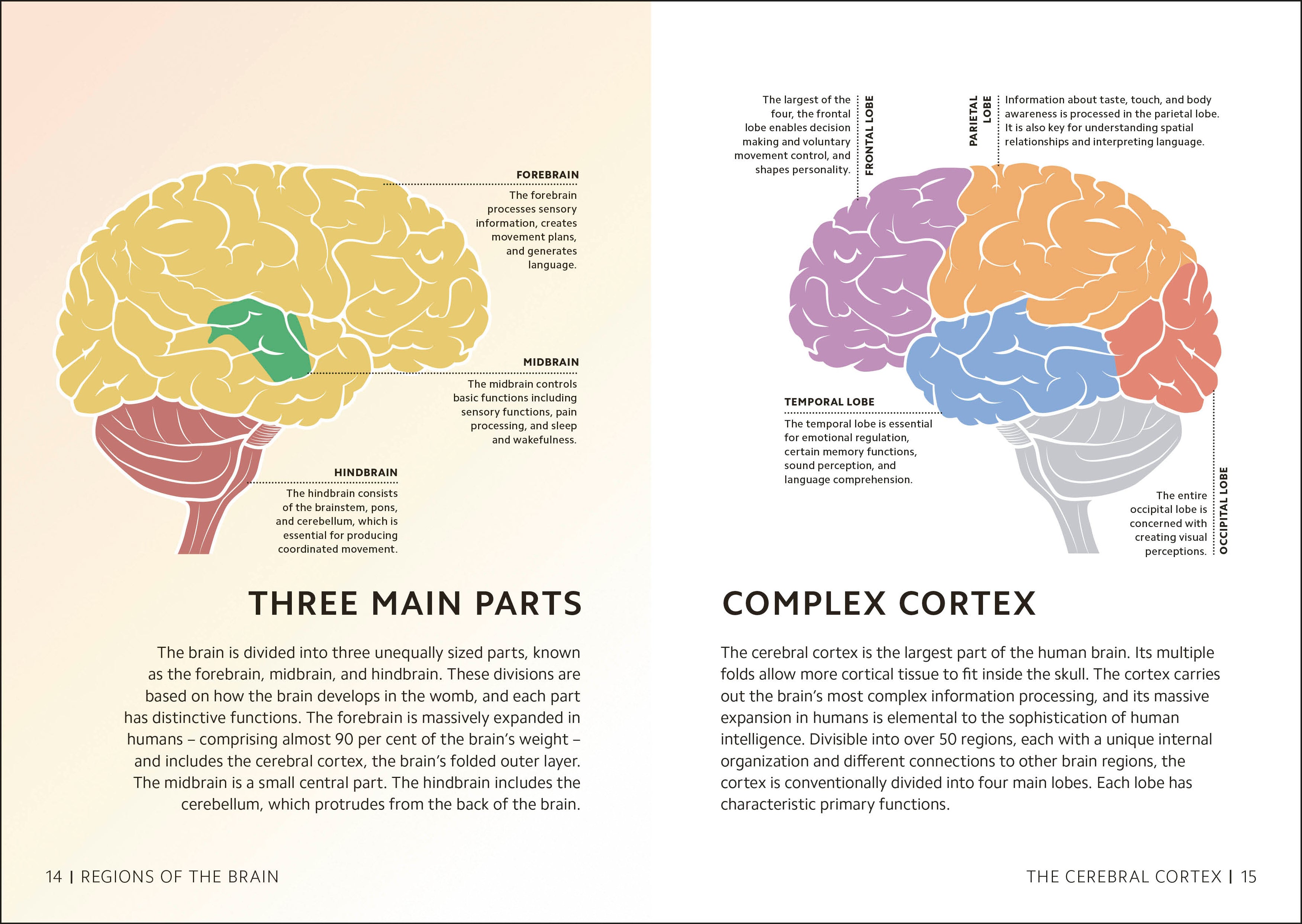 Simply The Brain – DK