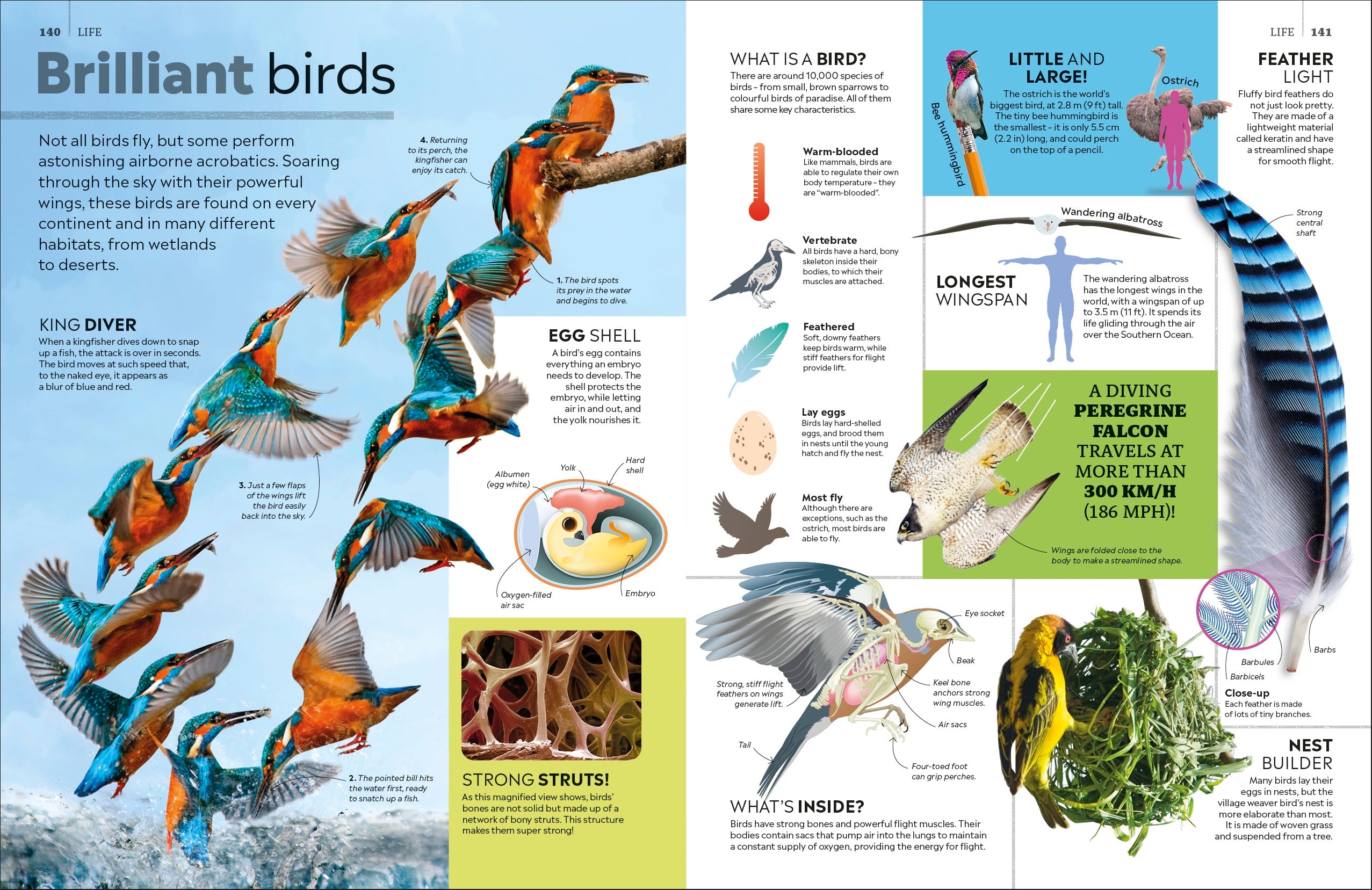 Eyewitness Encyclopedia of Everything