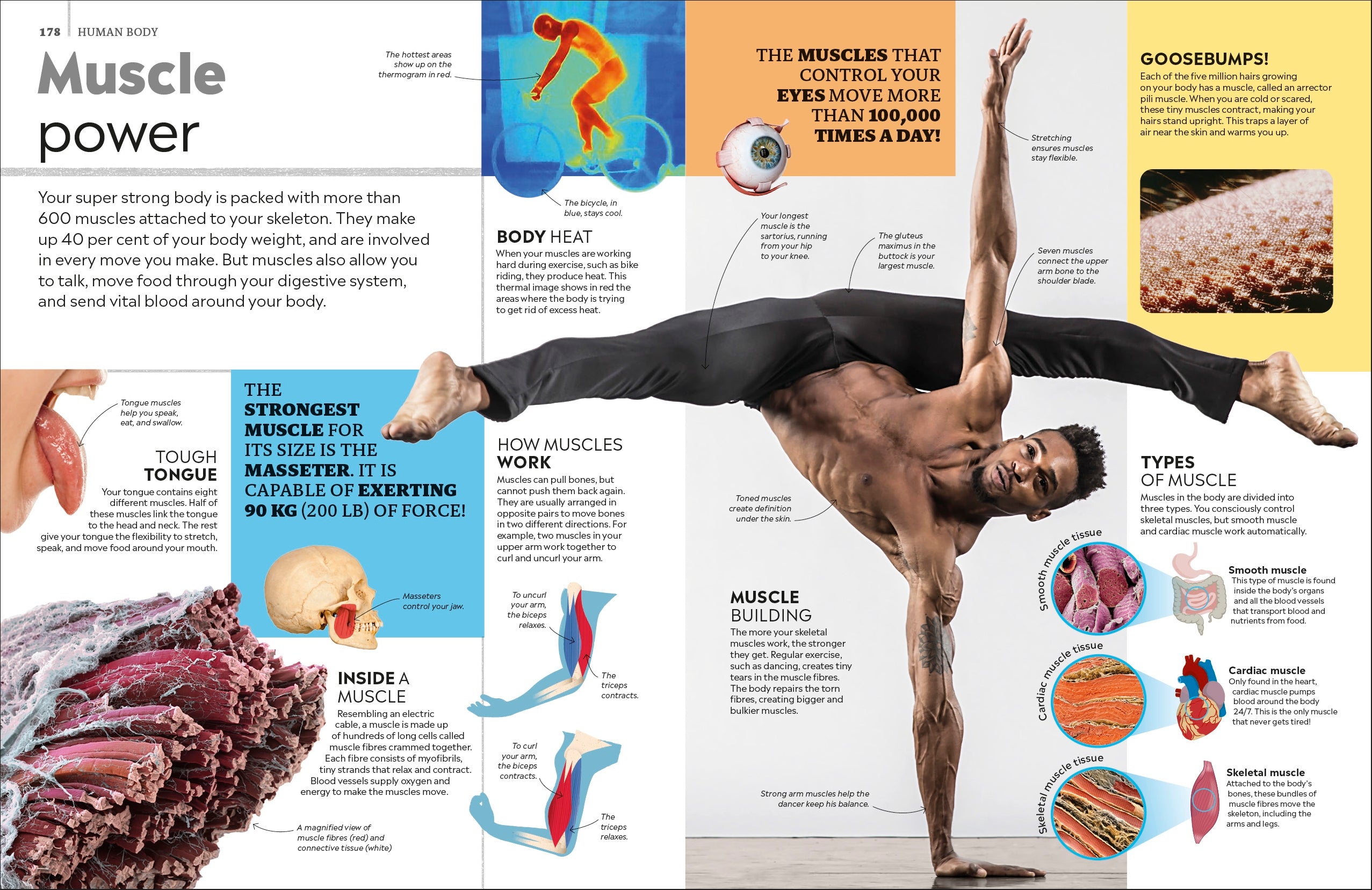 Eyewitness Encyclopedia of Everything