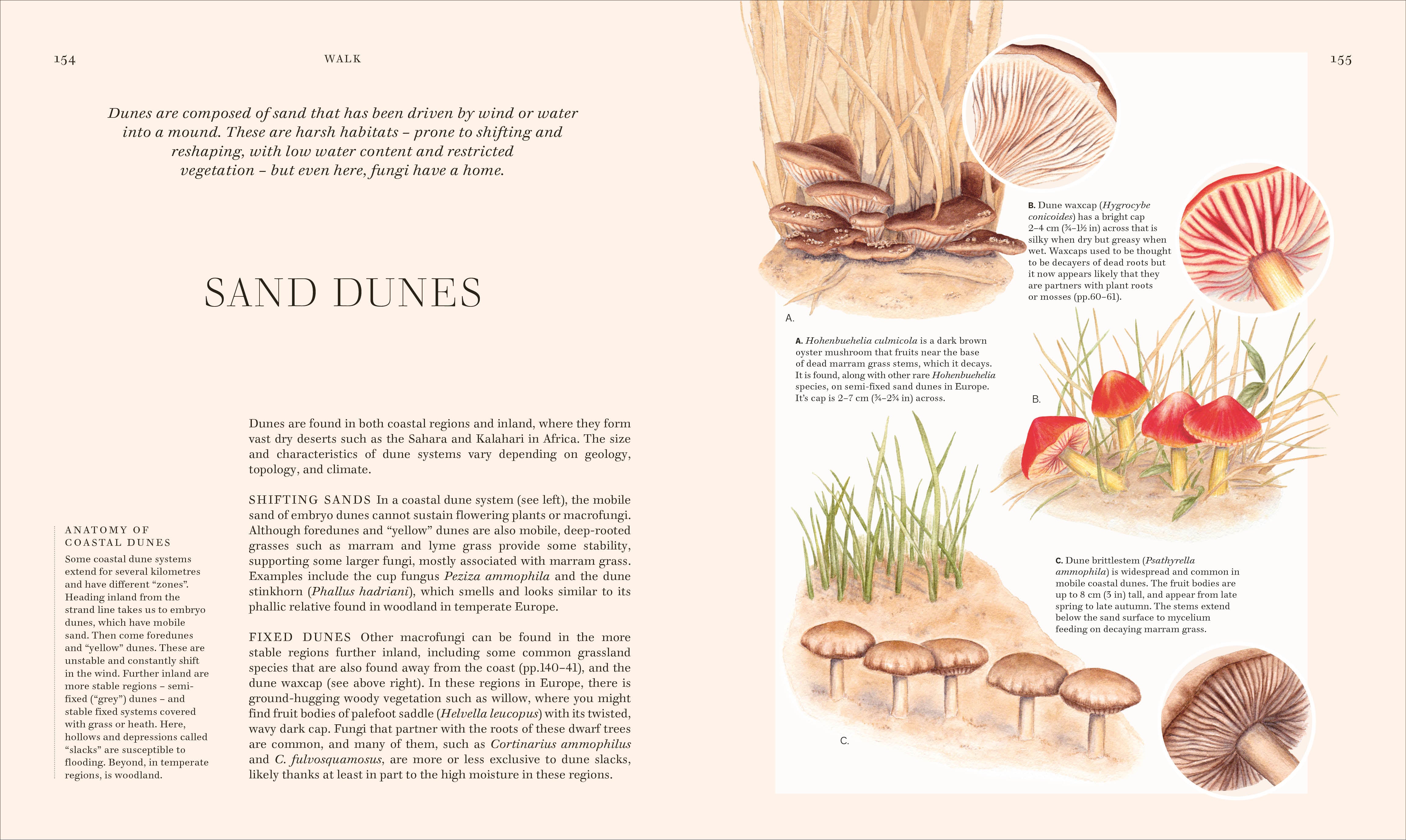 Fungi – DK