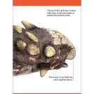 Our World in Pictures Dinosaurs and Other Prehistoric Creatures Flash Cards