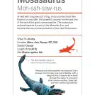 Our World in Pictures Dinosaurs and Other Prehistoric Creatures Flash Cards
