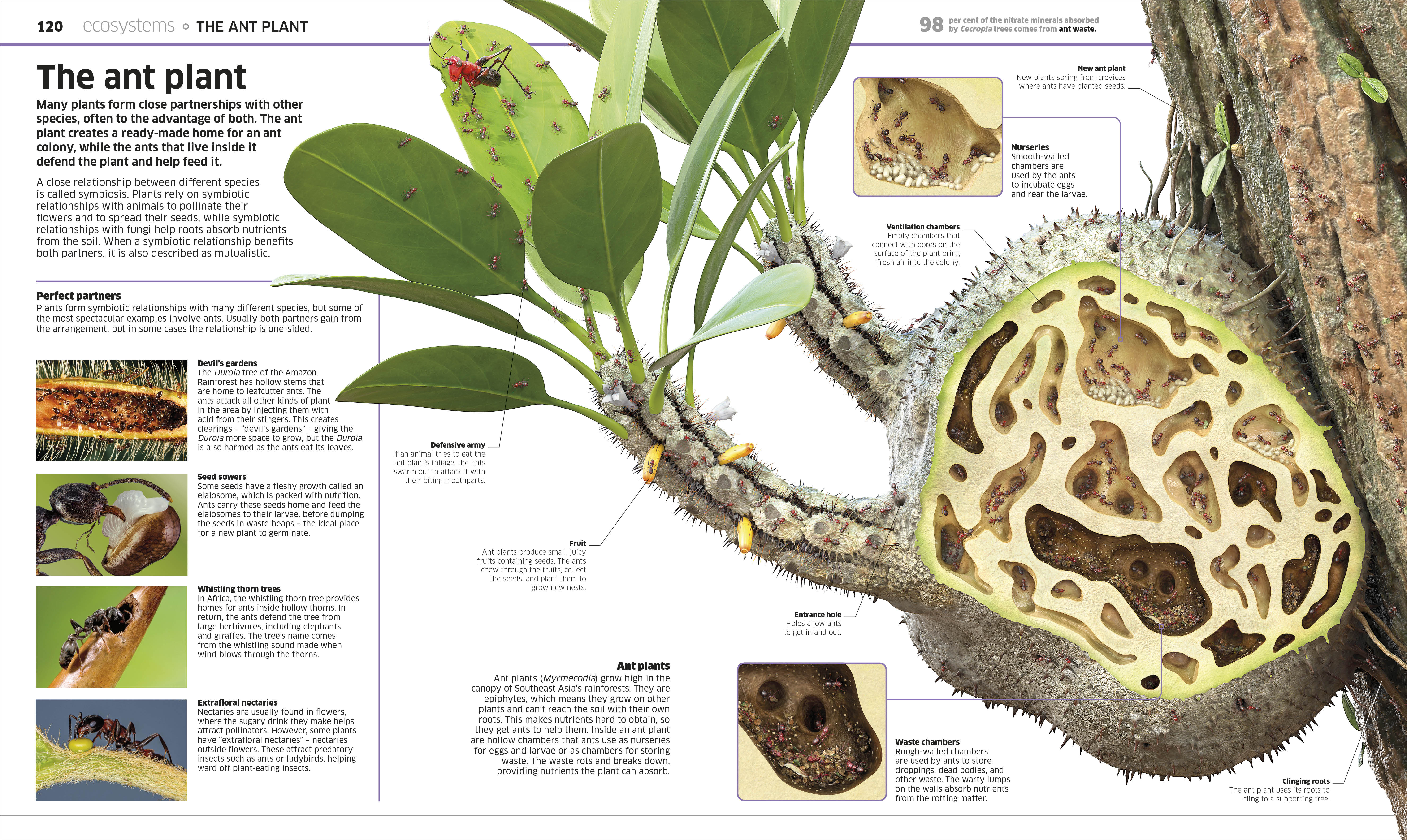 Knowledge Encyclopedia Plants and Fungi! – DK