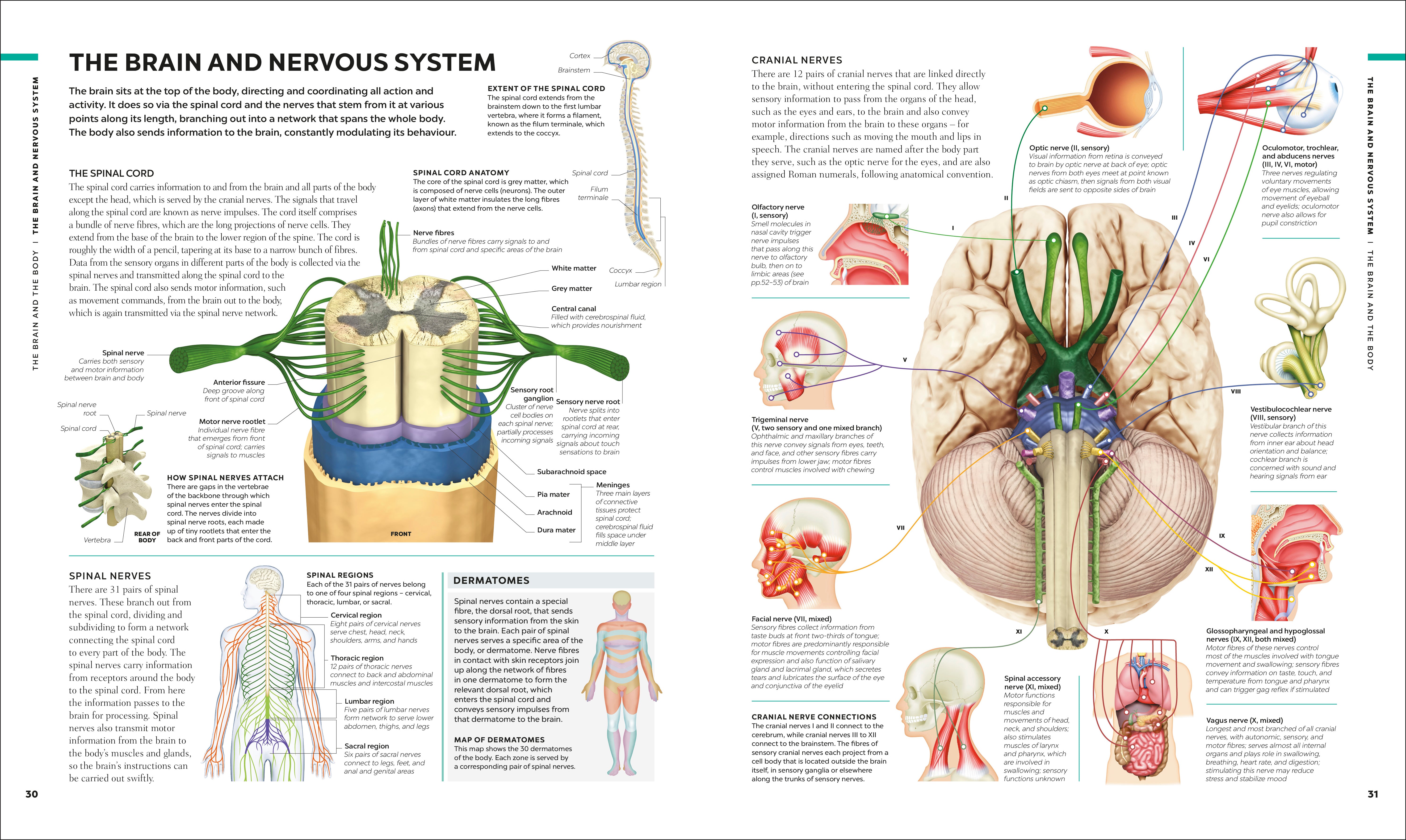 The Brain Book – DK