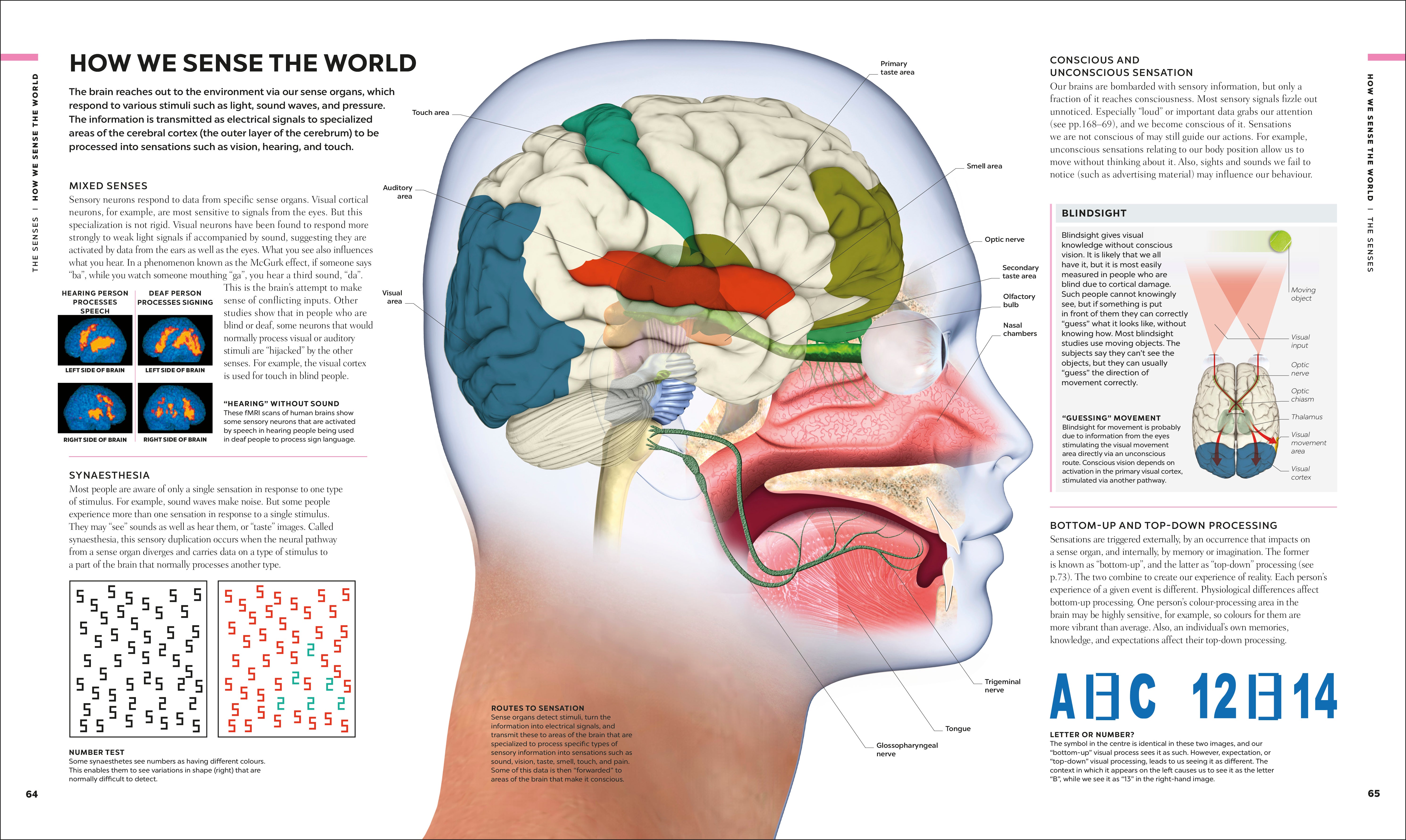 The Brain Book – DK