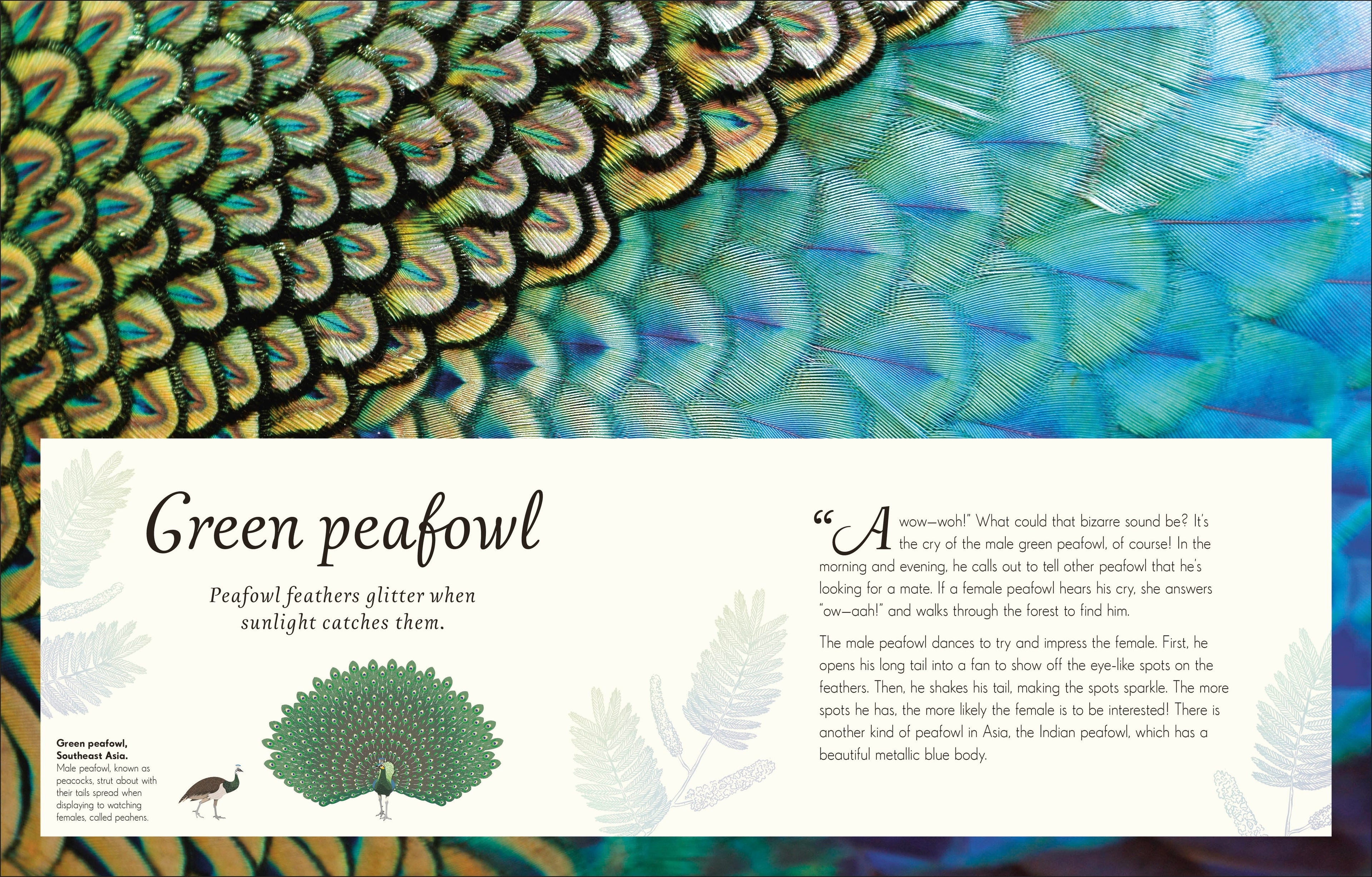 An Anthology of Exquisite Birds