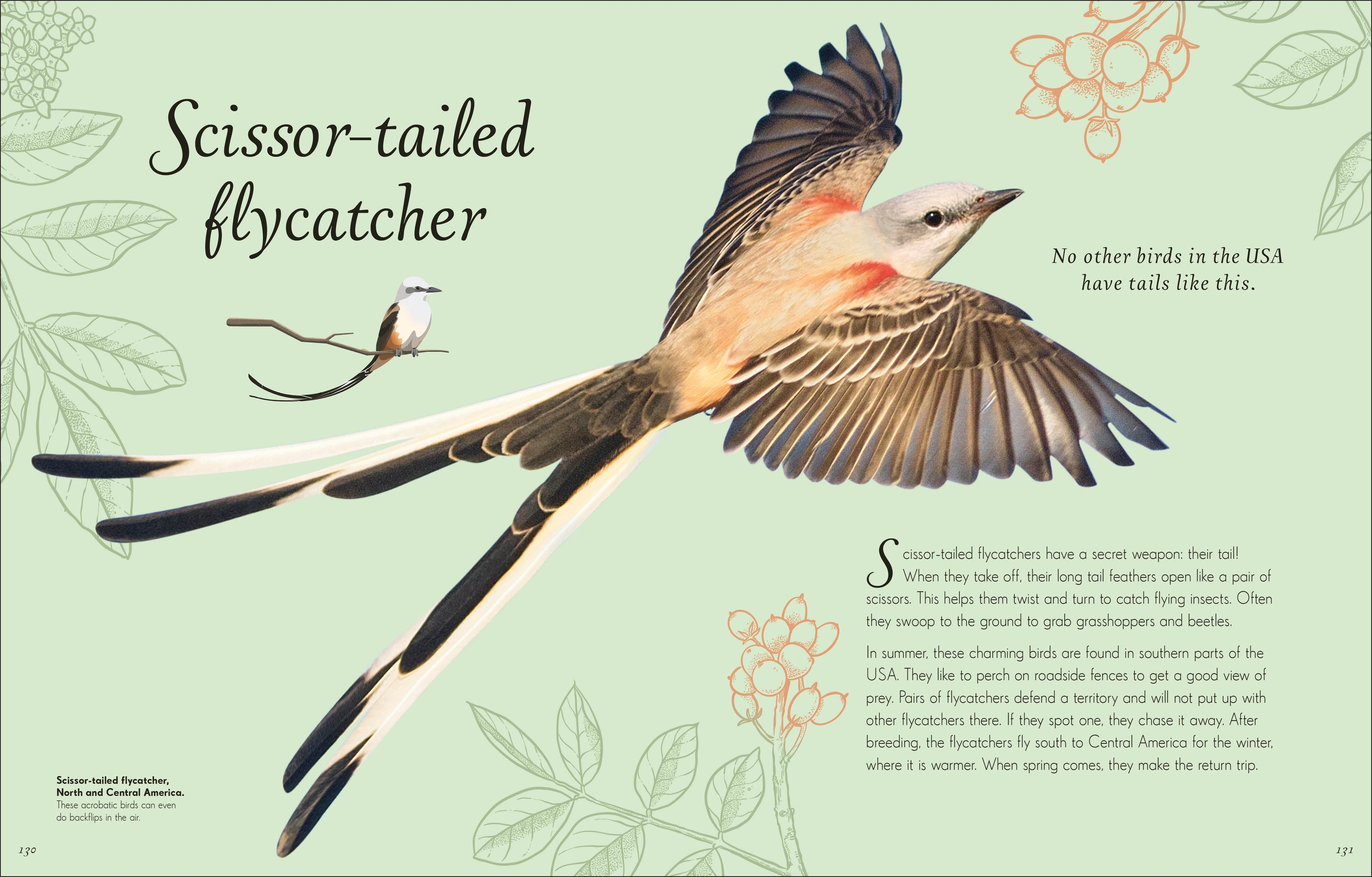 An Anthology of Exquisite Birds