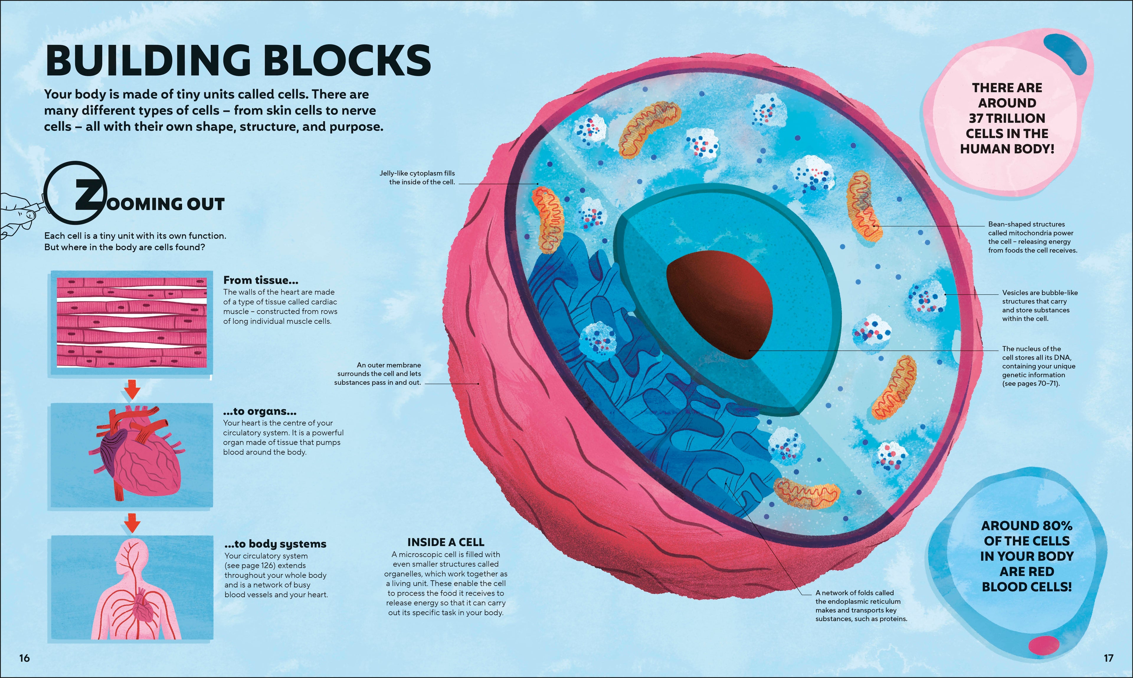 A Day in the Life of Your Body