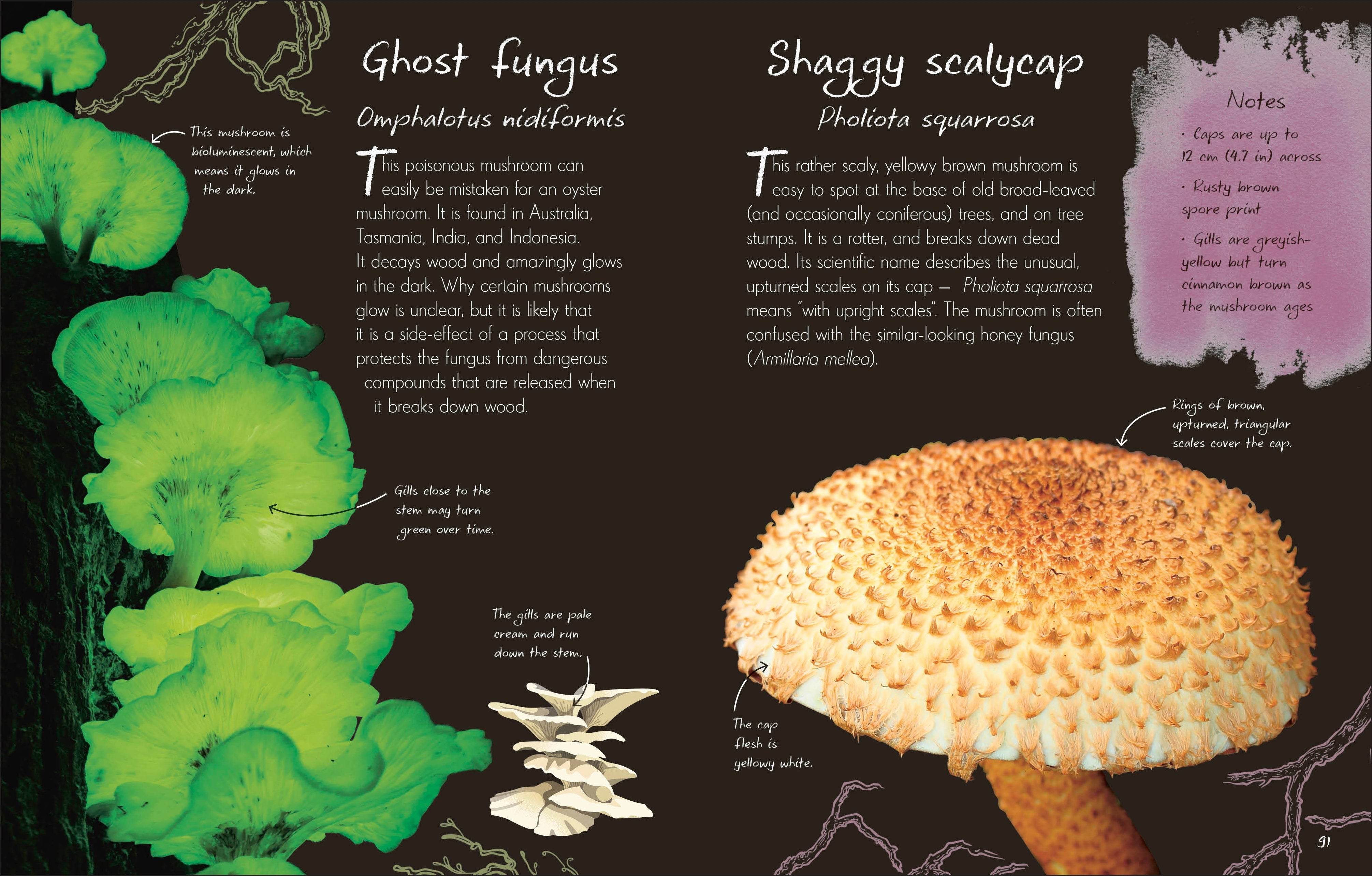 An Anthology of Fungi – DK