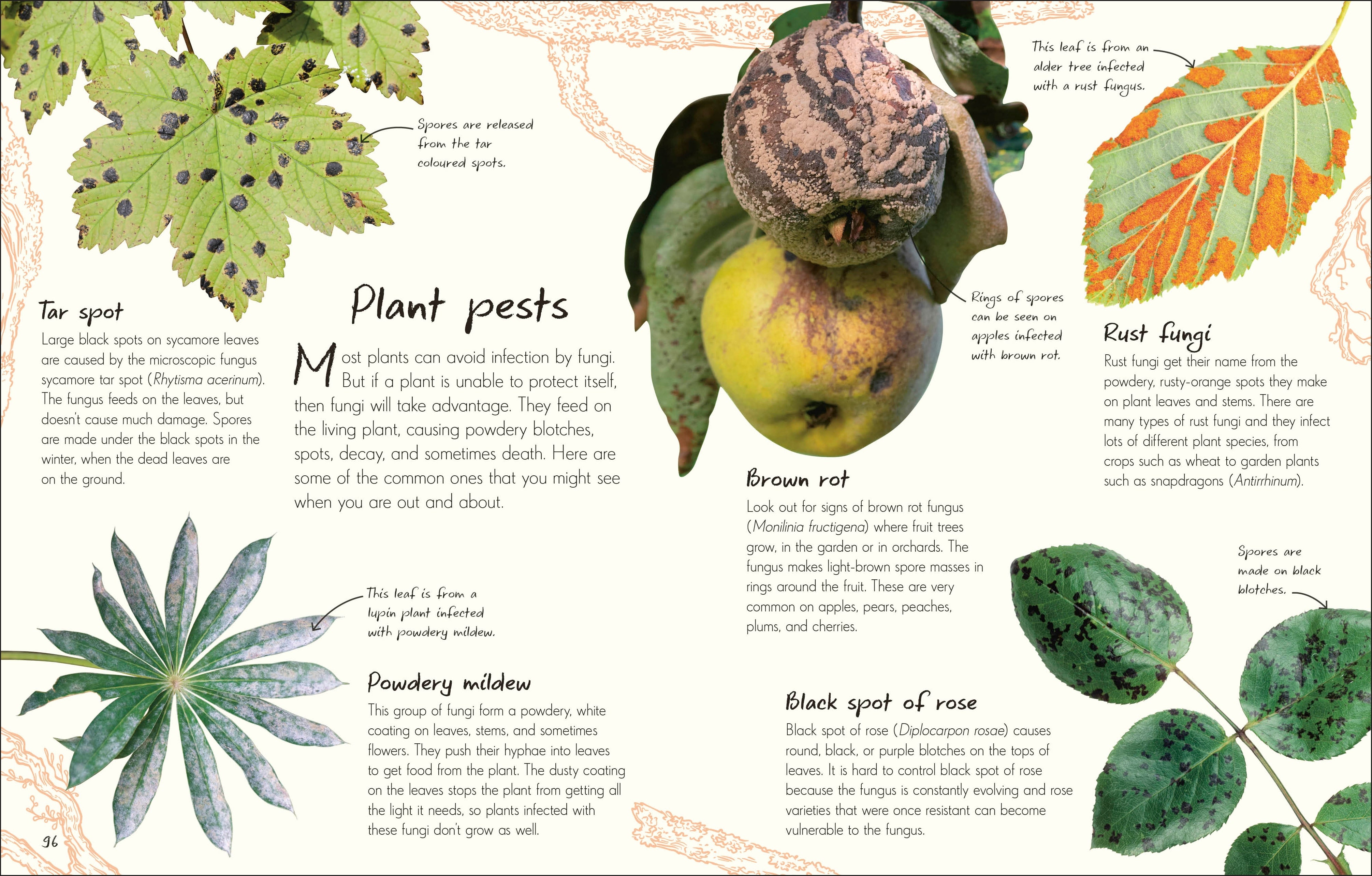 An Anthology of Fungi – DK