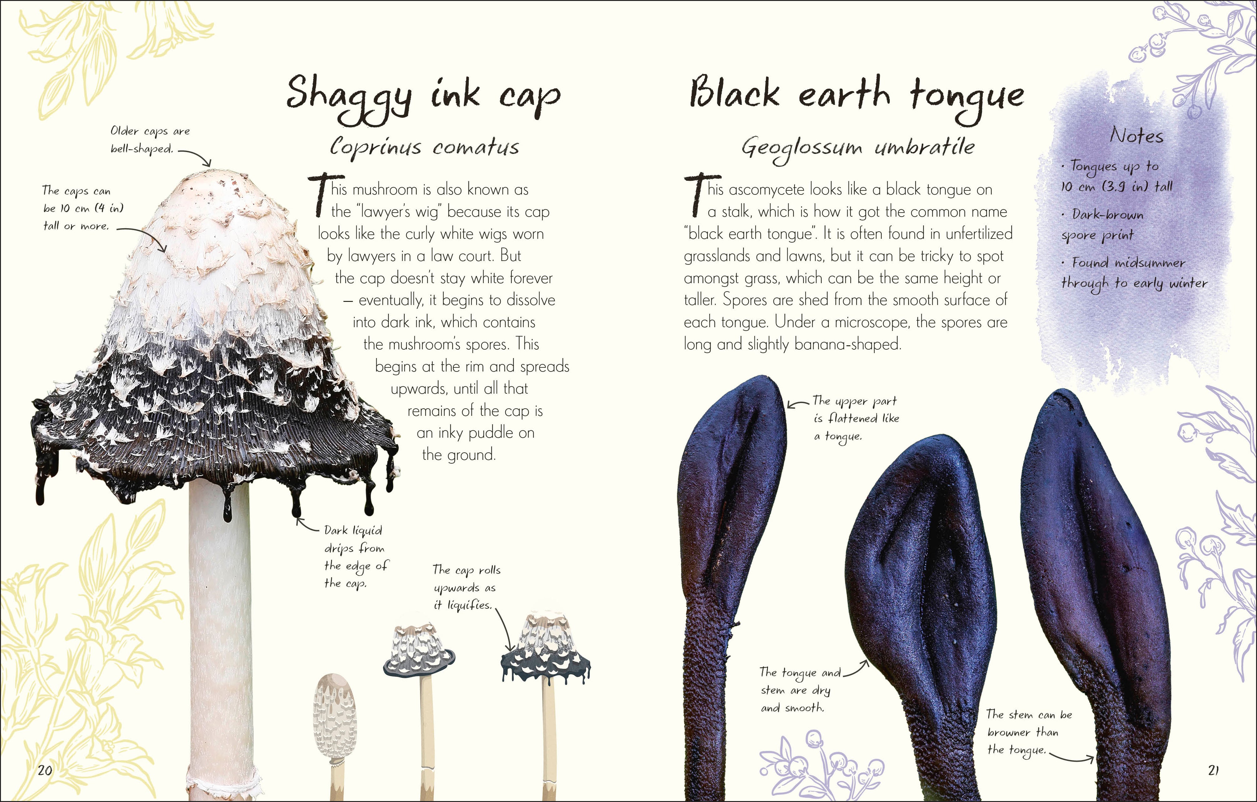 An Anthology of Fungi – DK