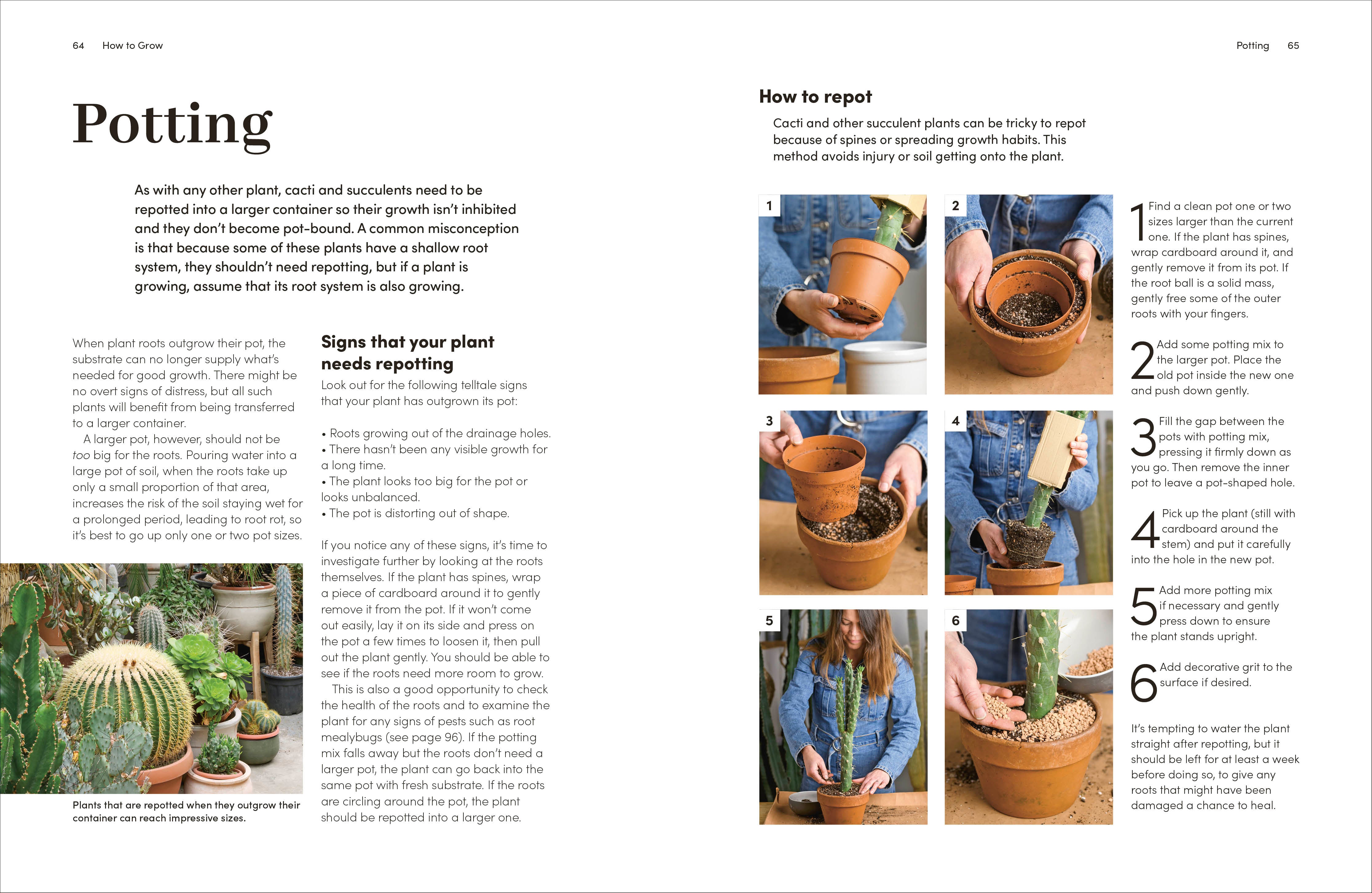 Cacti and Succulents – DK