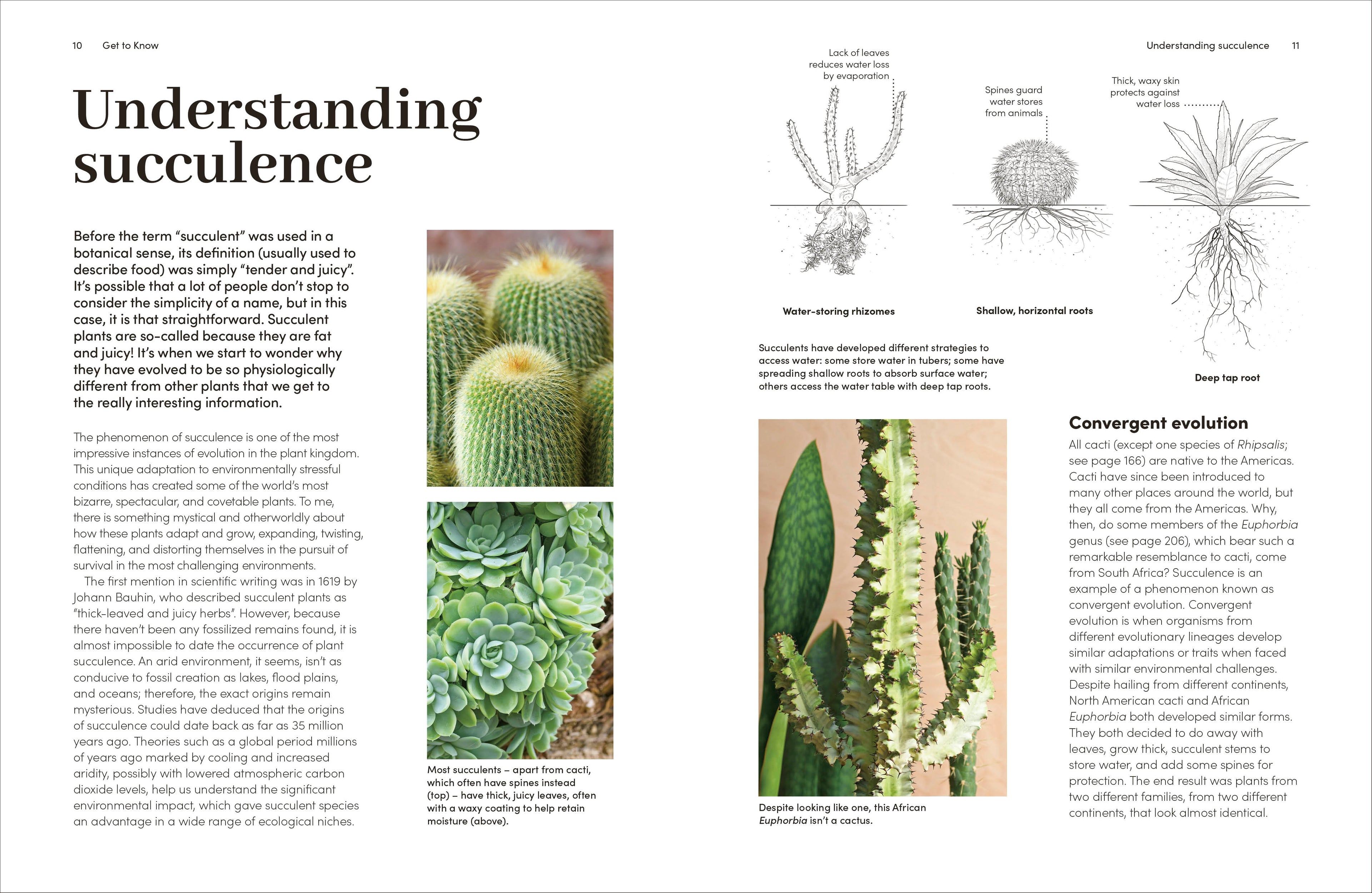 cacti and succulents handbook Cacti and Succulents – DK