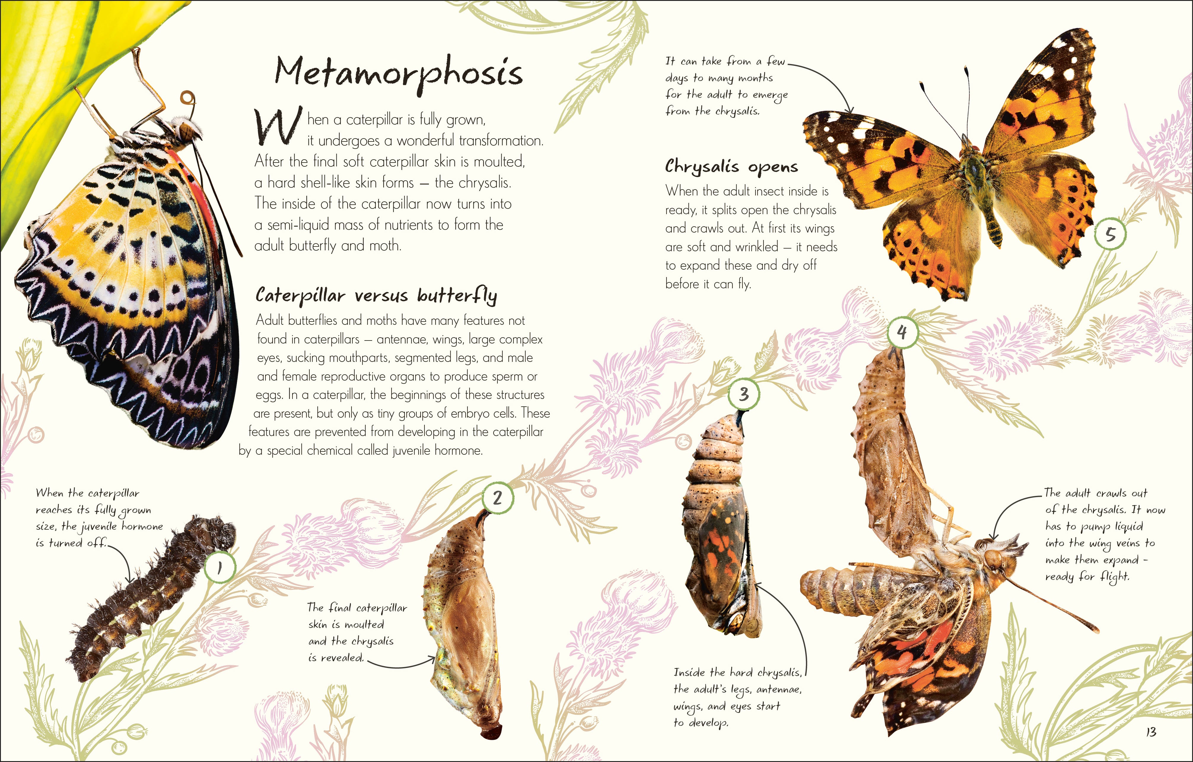 An Anthology of Butterflies and Moths – DK