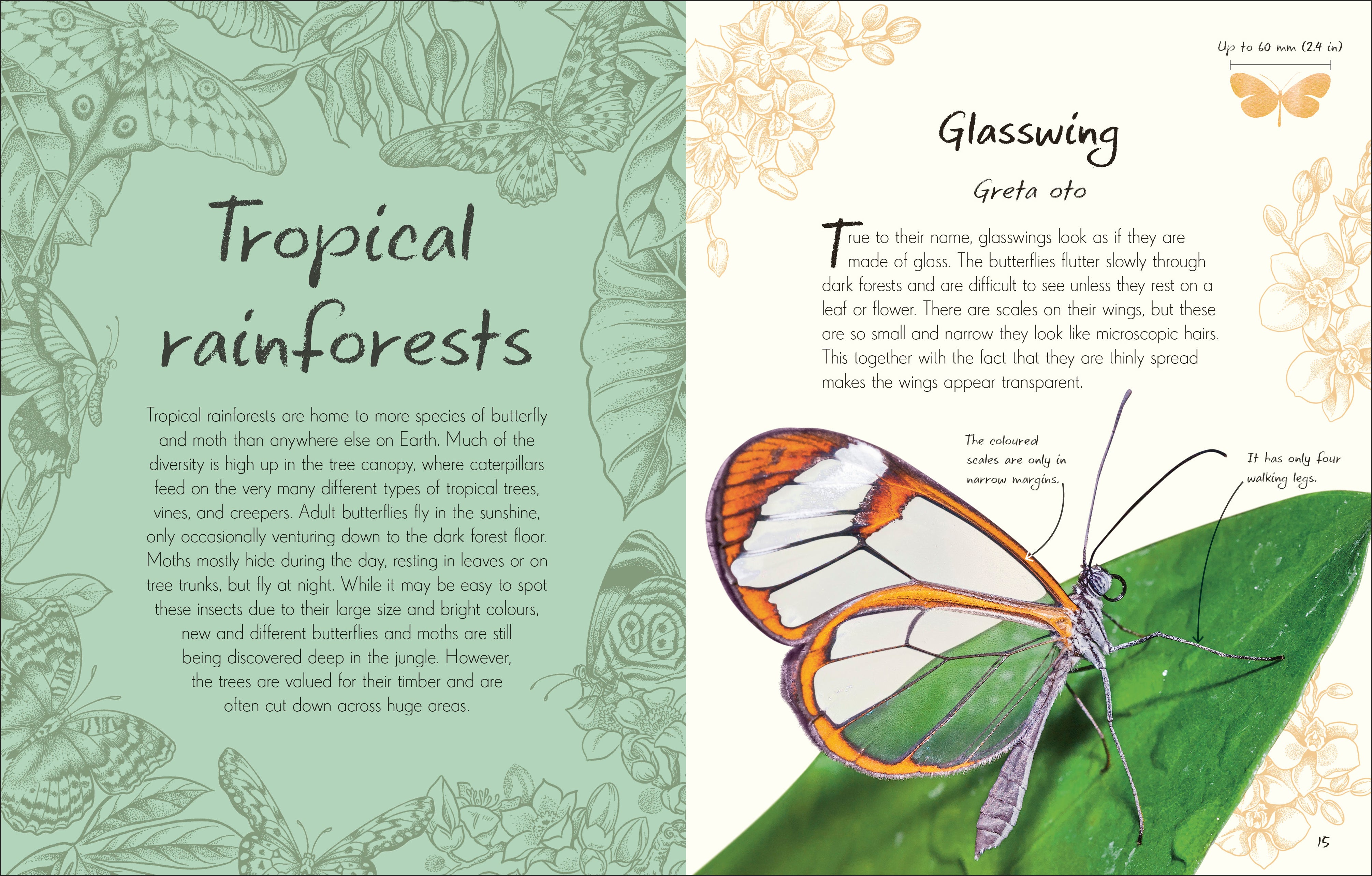 An Anthology of Butterflies and Moths – DK