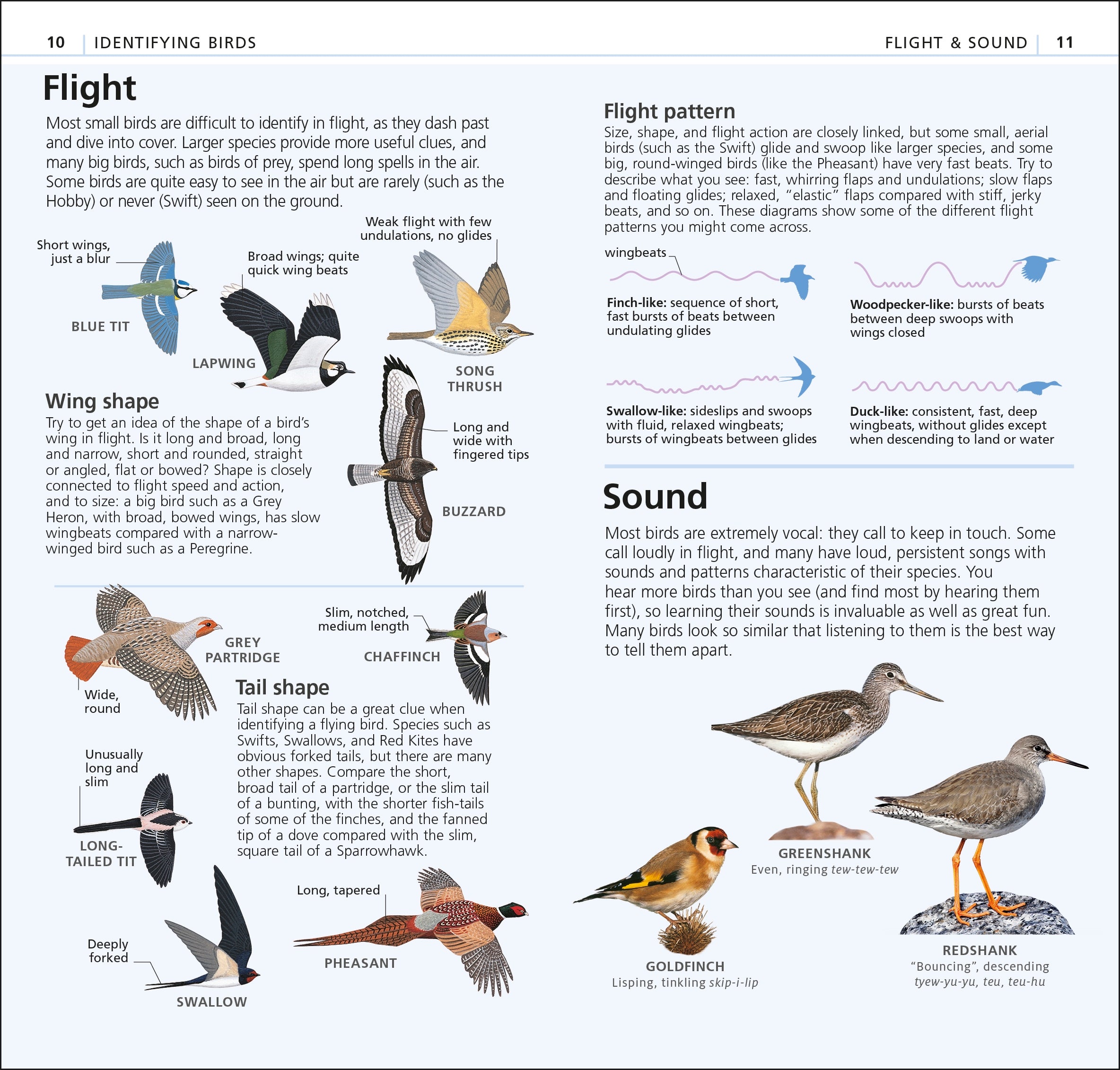 RSPB What's that Bird?