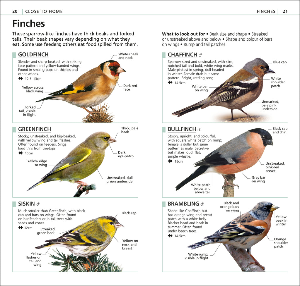 RSPB What's that Bird?